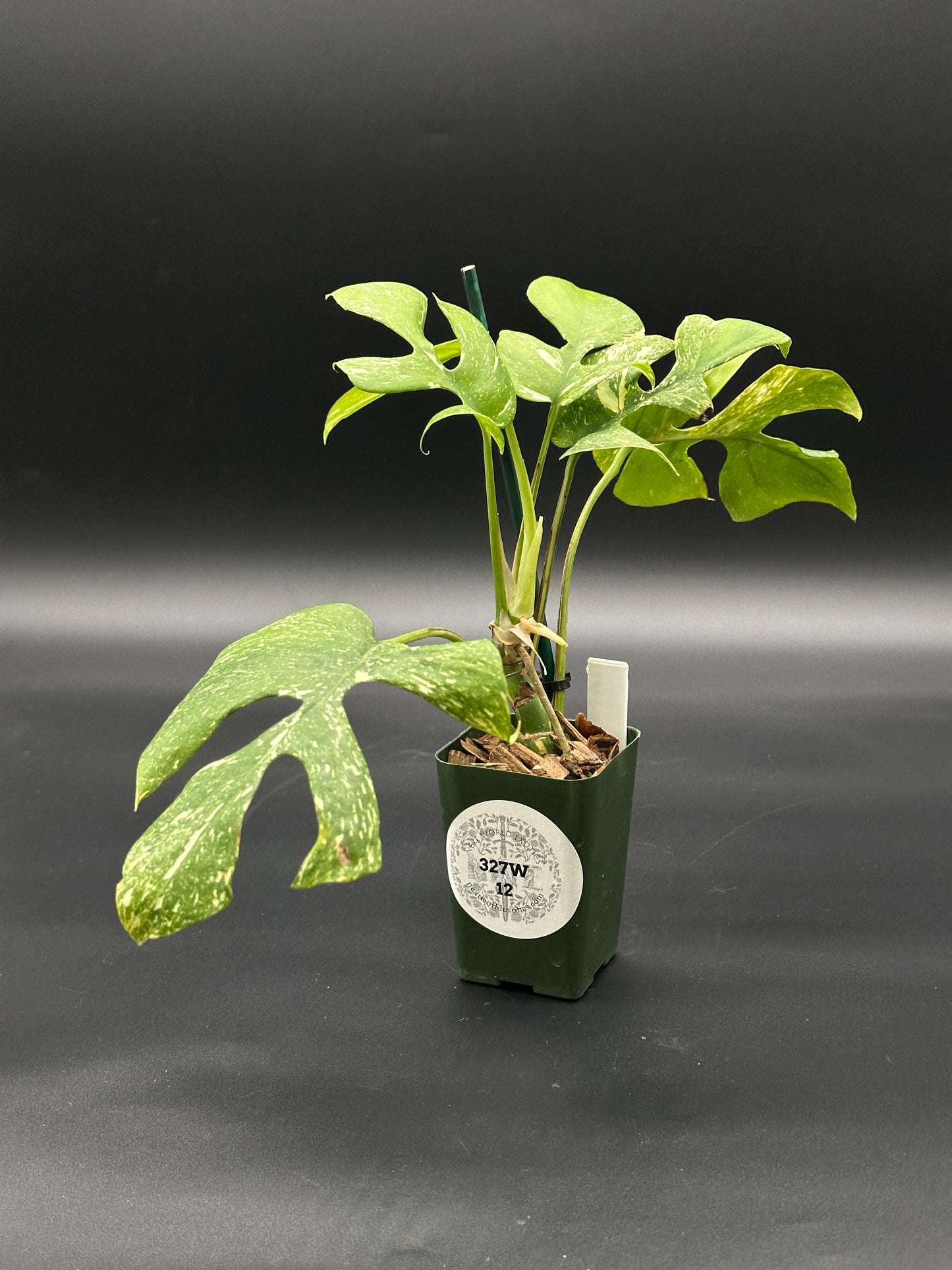 Rhaphidophora Tetrasperma 'Thai Constellation' in a small pot, showcasing its distinct variegated leaves, perfect for exotic houseplant enthusiasts.