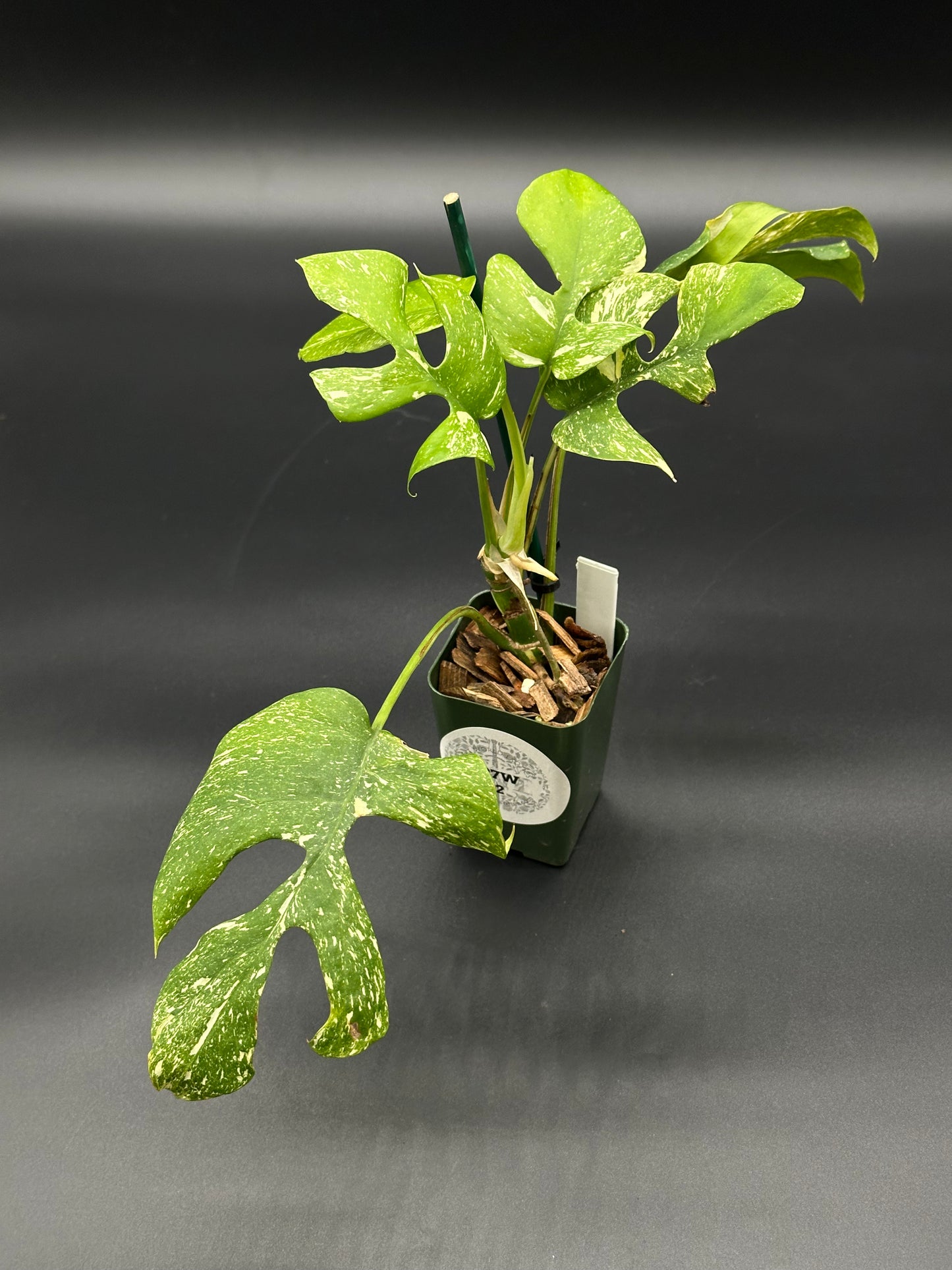 Rhaphidophora Tetrasperma 'Thai Constellation' staked in a 2.25-inch pot, showcasing variegated foliage, available at Next World Exotics for plant enthusiasts.