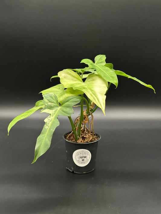 Philodendron Variegated 'Golden Dragon Mint' in a 4-inch pot, showcasing mint variegation with some sectorial variegation on lower leaves.