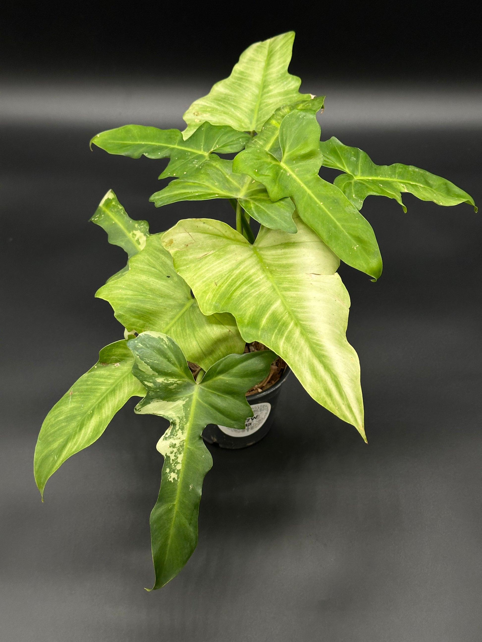 Philodendron Variegated 'Golden Dragon Mint' in a 4-inch pot, showcasing mint pattern with sectorial variegation on lower leaves, perfect for plant enthusiasts.