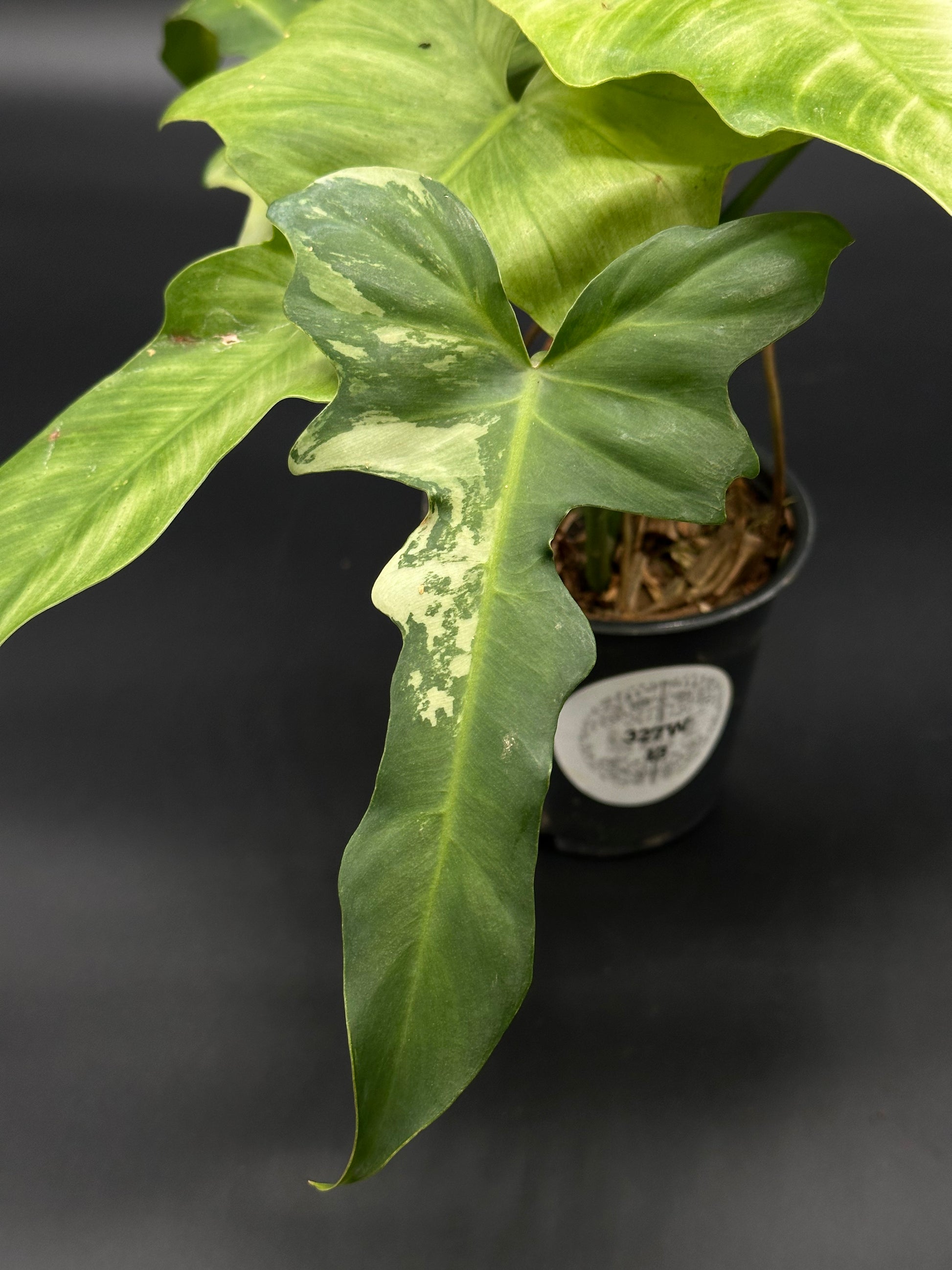 Philodendron Variegated 'Golden Dragon Mint' in a 4-inch pot, showcasing mint-patterned leaves with some lower sectorial variegation. Ideal for rare plant enthusiasts.