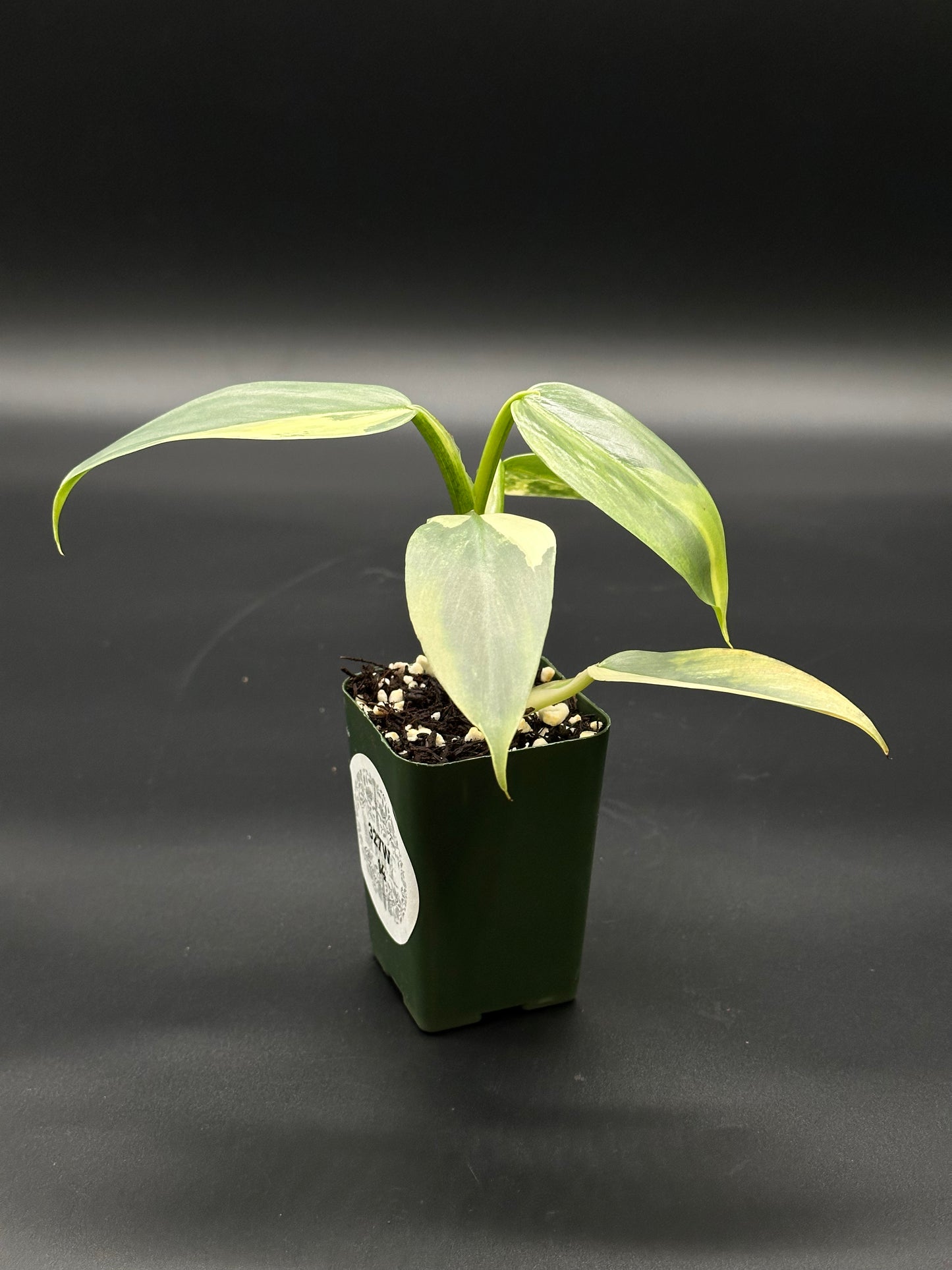 Philodendron Hastatum 'Silver Sword' Variegated in a 2.25-inch pot, showcasing lush green leaves with subtle variegation, ideal as a decorative houseplant.
