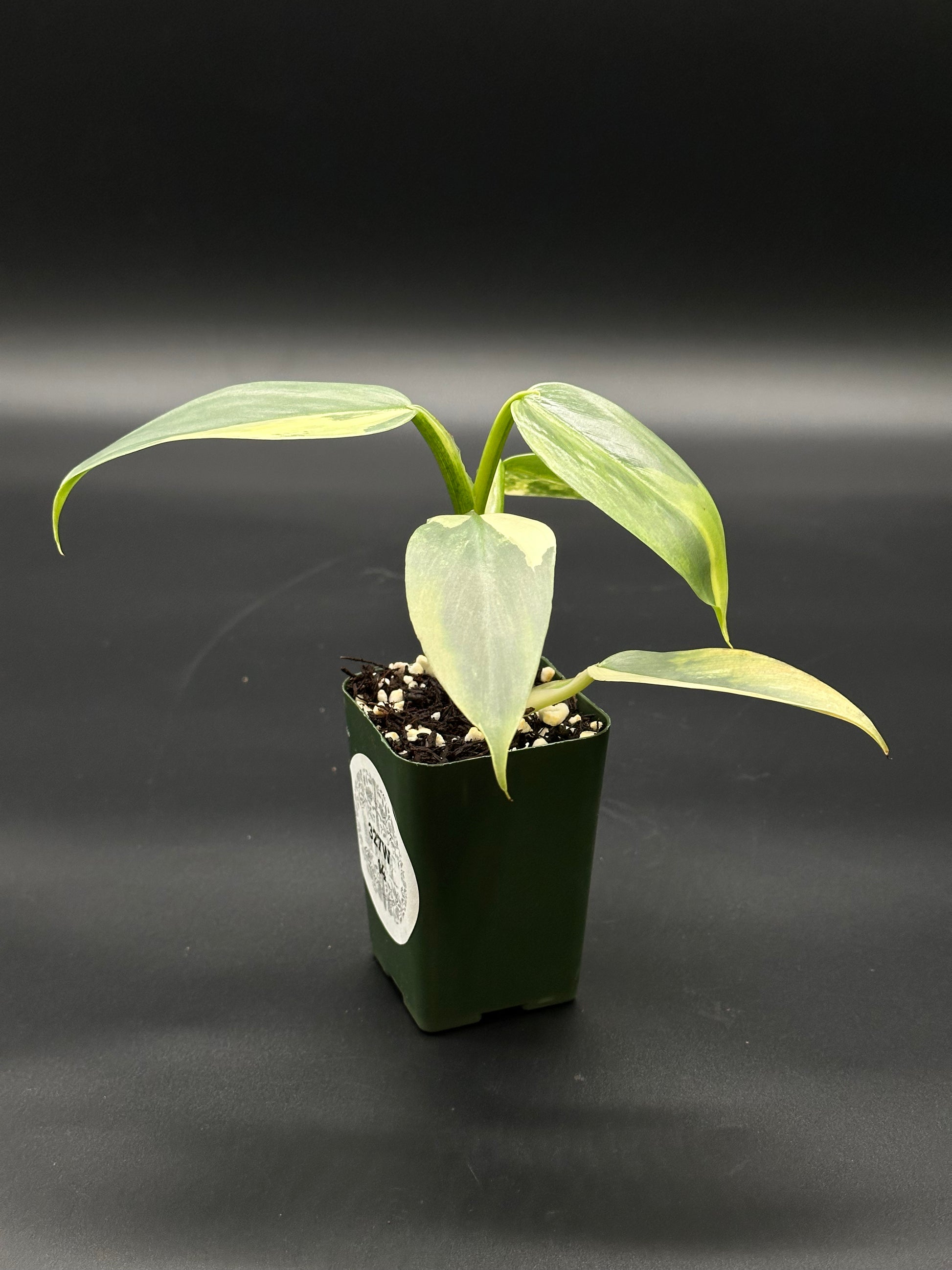 Philodendron Hastatum 'Silver Sword' Variegated in a 2.25-inch pot, showcasing lush green leaves with subtle variegation, ideal as a decorative houseplant.
