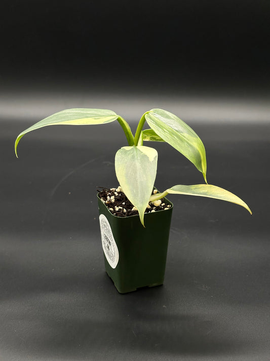 Philodendron Hastatum 'Silver Sword' Variegated in a 2.25-inch pot, showcasing lush green leaves with subtle variegation, ideal as a decorative houseplant.