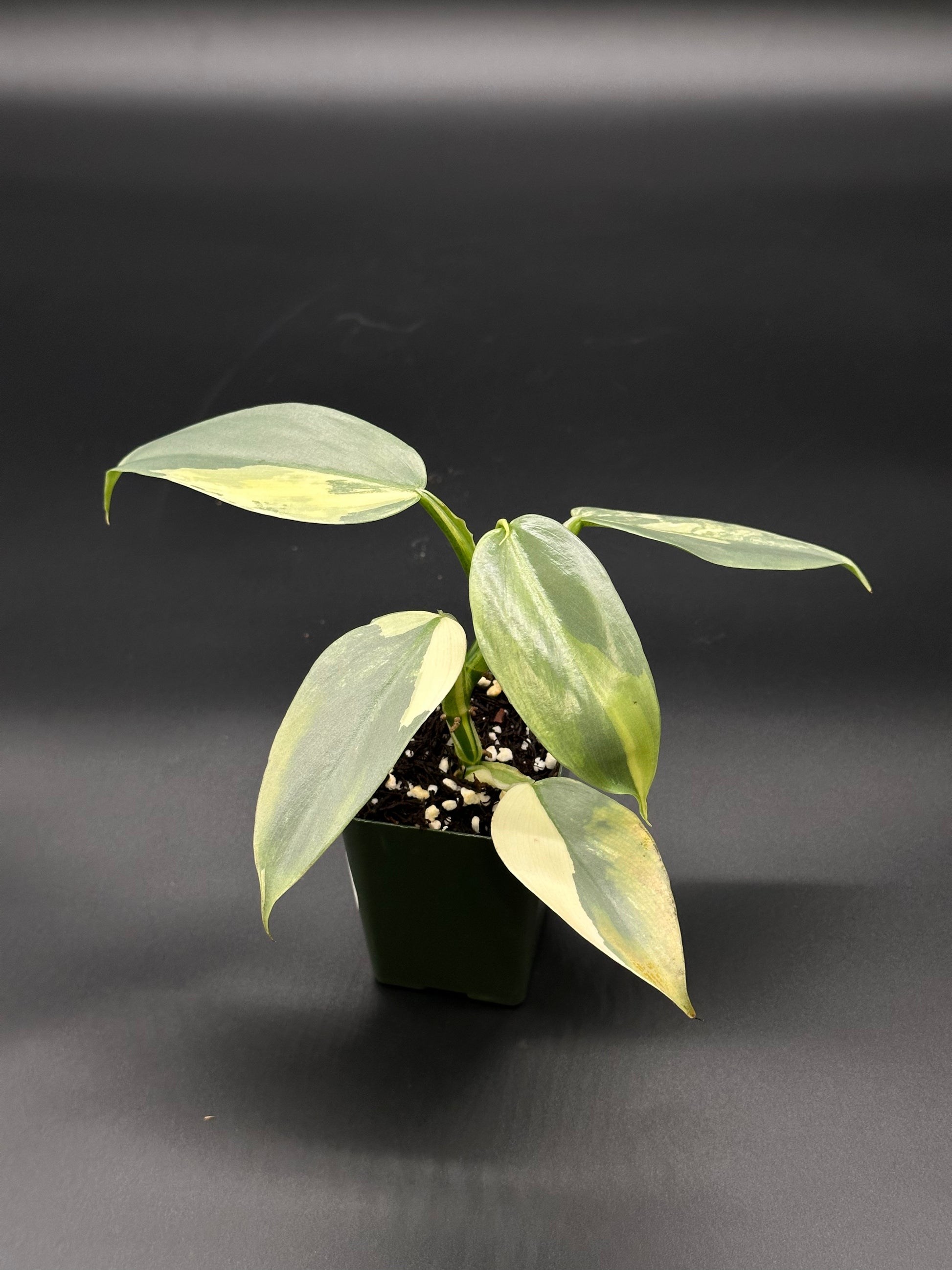Philodendron Hastatum 'Silver Sword' Variegated in a small pot, showcasing its distinctive foliage and growth, suitable for indoor plant enthusiasts.