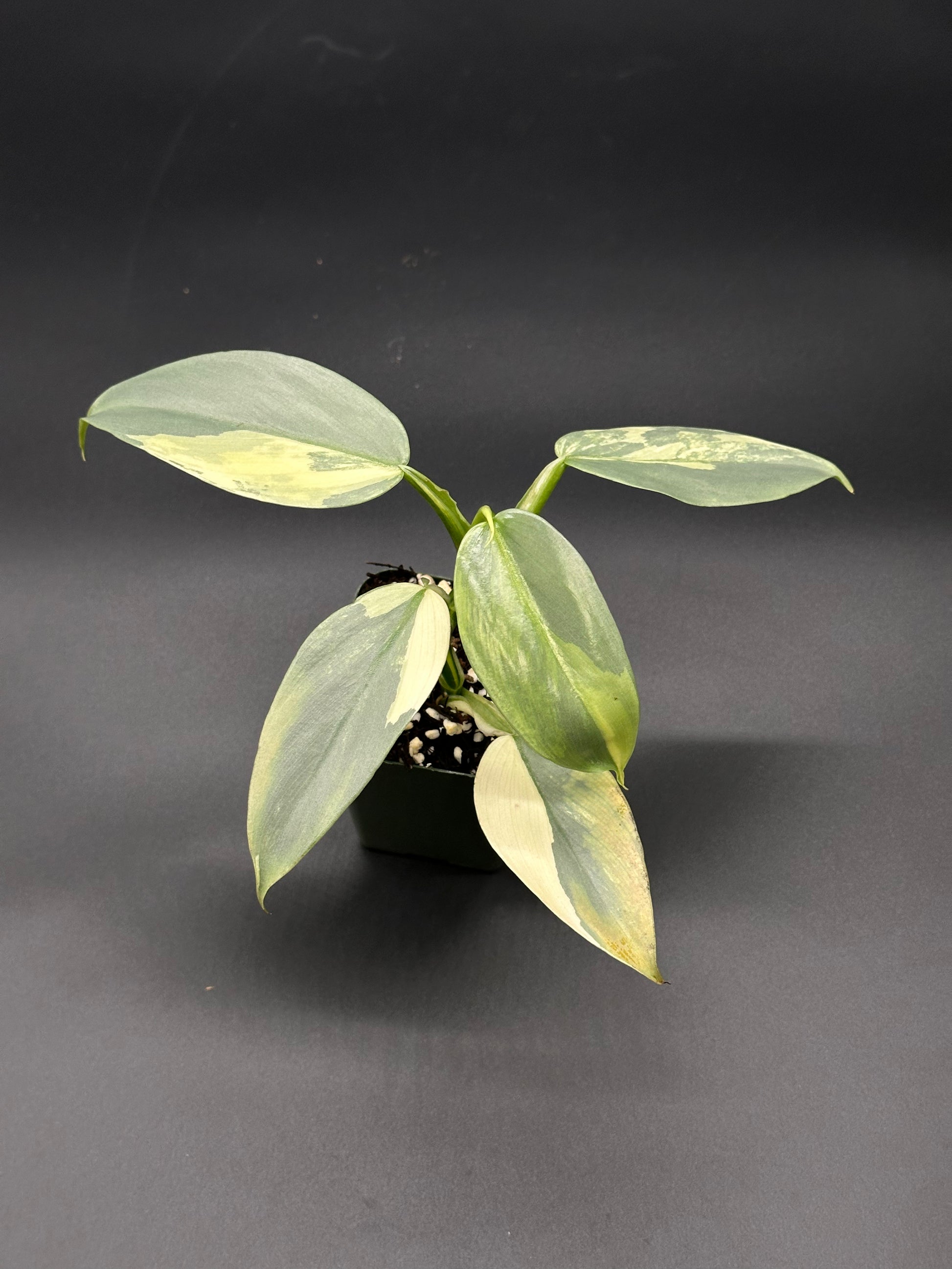 Philodendron Hastatum 'Silver Sword' Variegated growing in a 2.25-inch pot, featuring lush green leaves with variegated patterns.