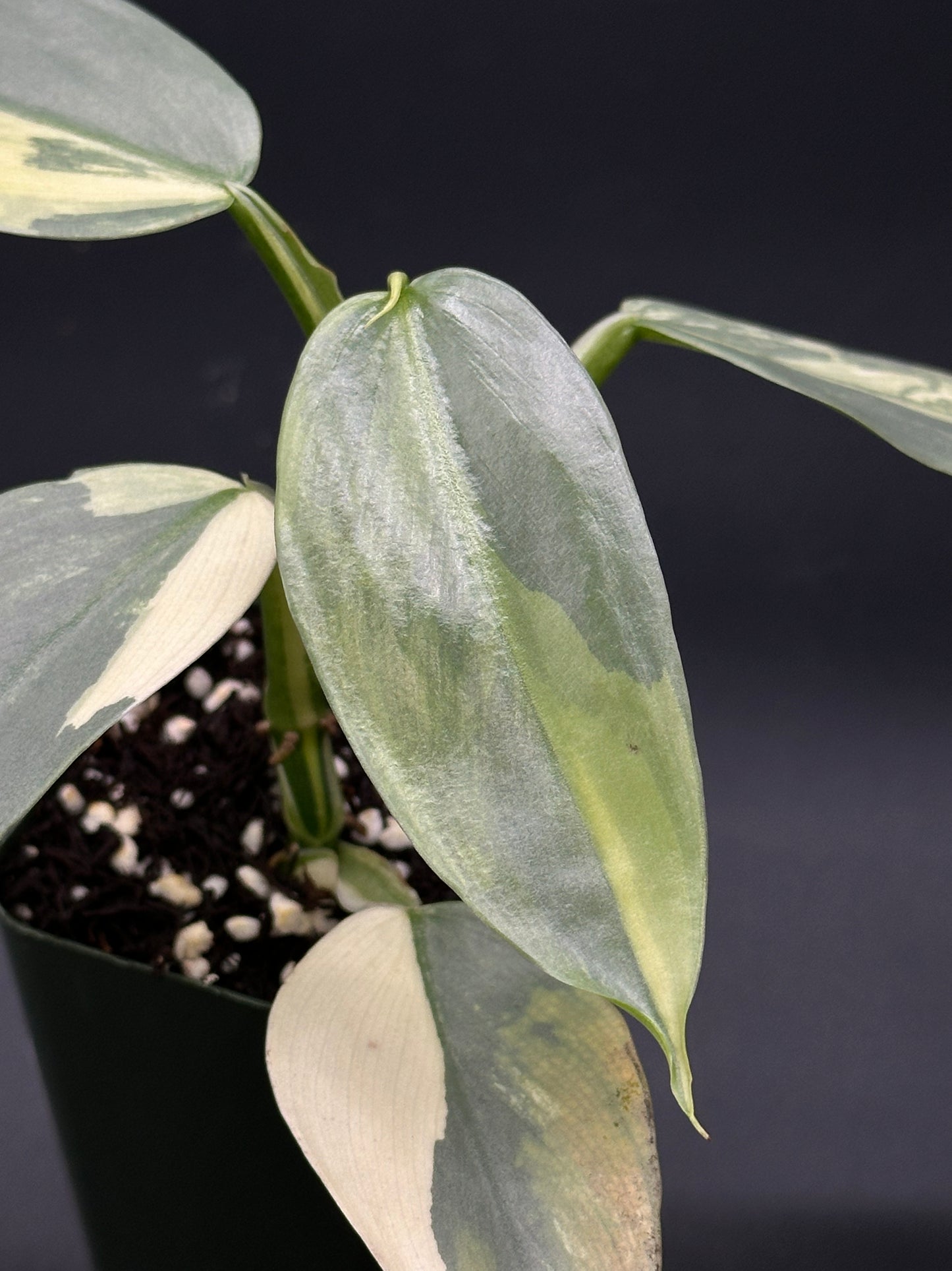 Philodendron Hastatum 'Silver Sword' Variegated in a 2.25-inch pot, showcasing close-up views of its green and white variegated leaves and stem.