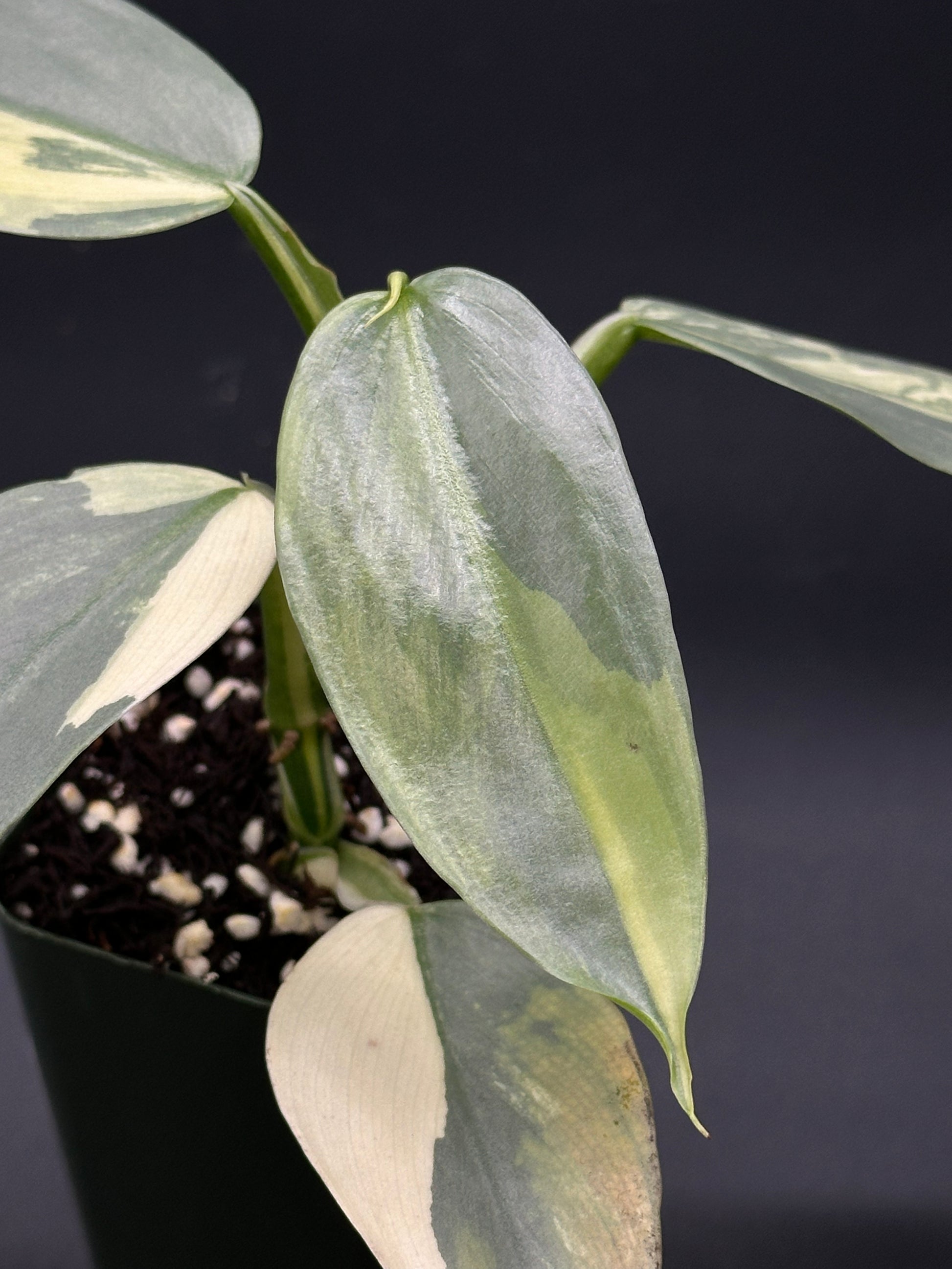 Philodendron Hastatum 'Silver Sword' Variegated in a 2.25-inch pot, showcasing close-up views of its green and white variegated leaves and stem.