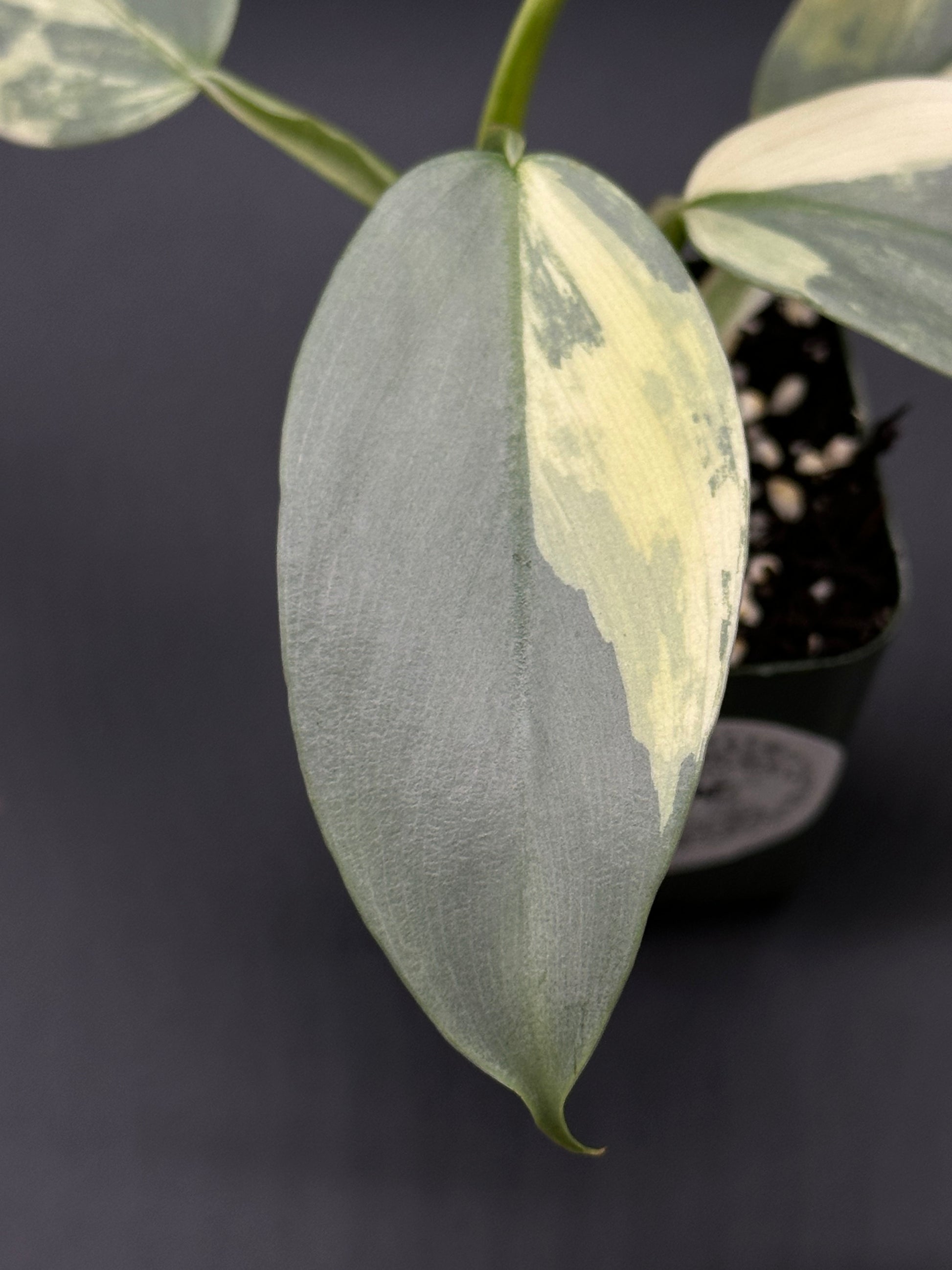 Philodendron Hastatum 'Silver Sword' Variegated in a close-up, showcasing its distinctively shaped leaves, growing in a 2.25-inch pot.