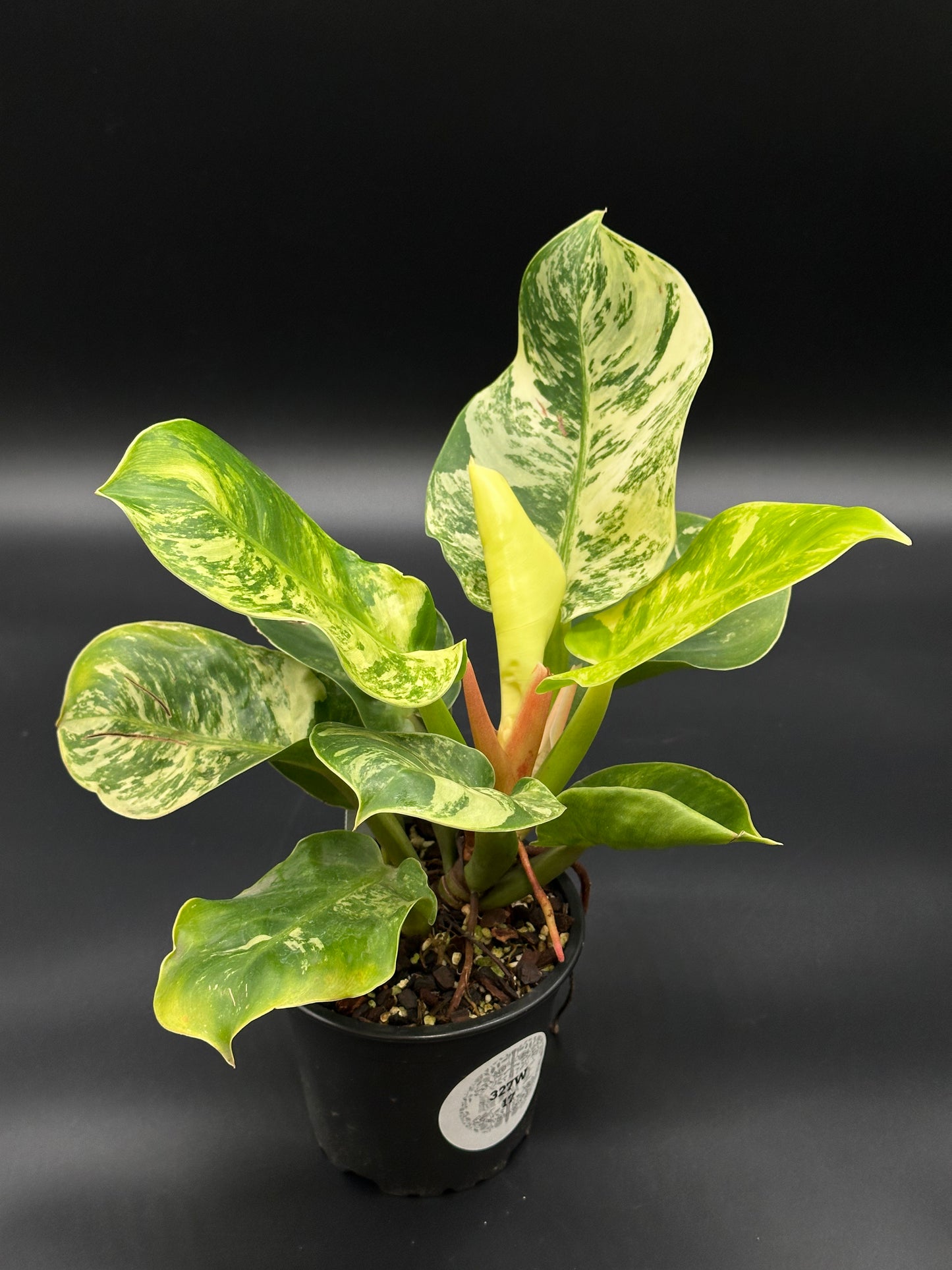 Philodendron 'Moonlight' with bright variegation in a 4-inch pot, showcasing lush green leaves, available at Next World Exotics for rare plant enthusiasts.