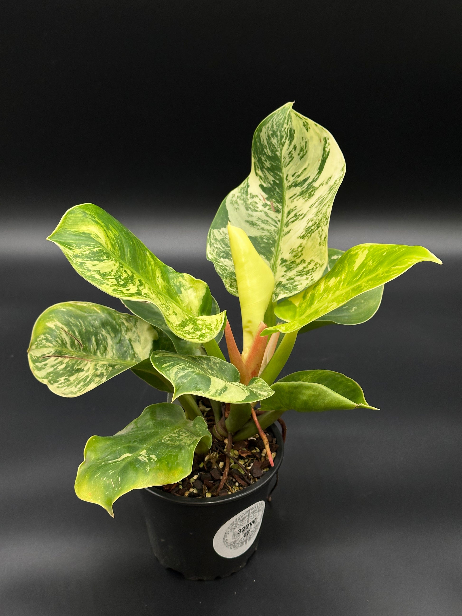 Philodendron 'Moonlight' with bright variegation in a 4-inch pot, showcasing lush green leaves, available at Next World Exotics for rare plant enthusiasts.