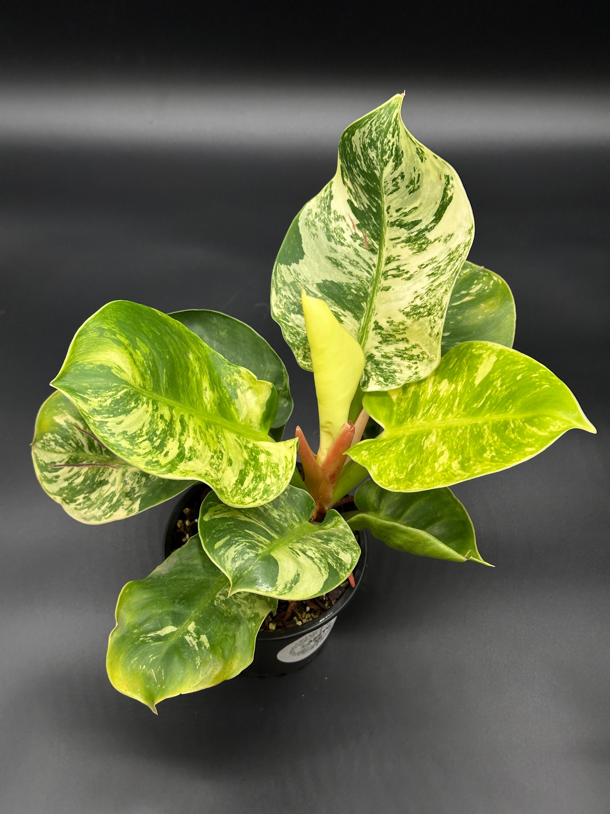 Philodendron 'Moonlight' (327W17) with bright variegation in a 4-inch pot, showcasing close-up details of green and white leaves.