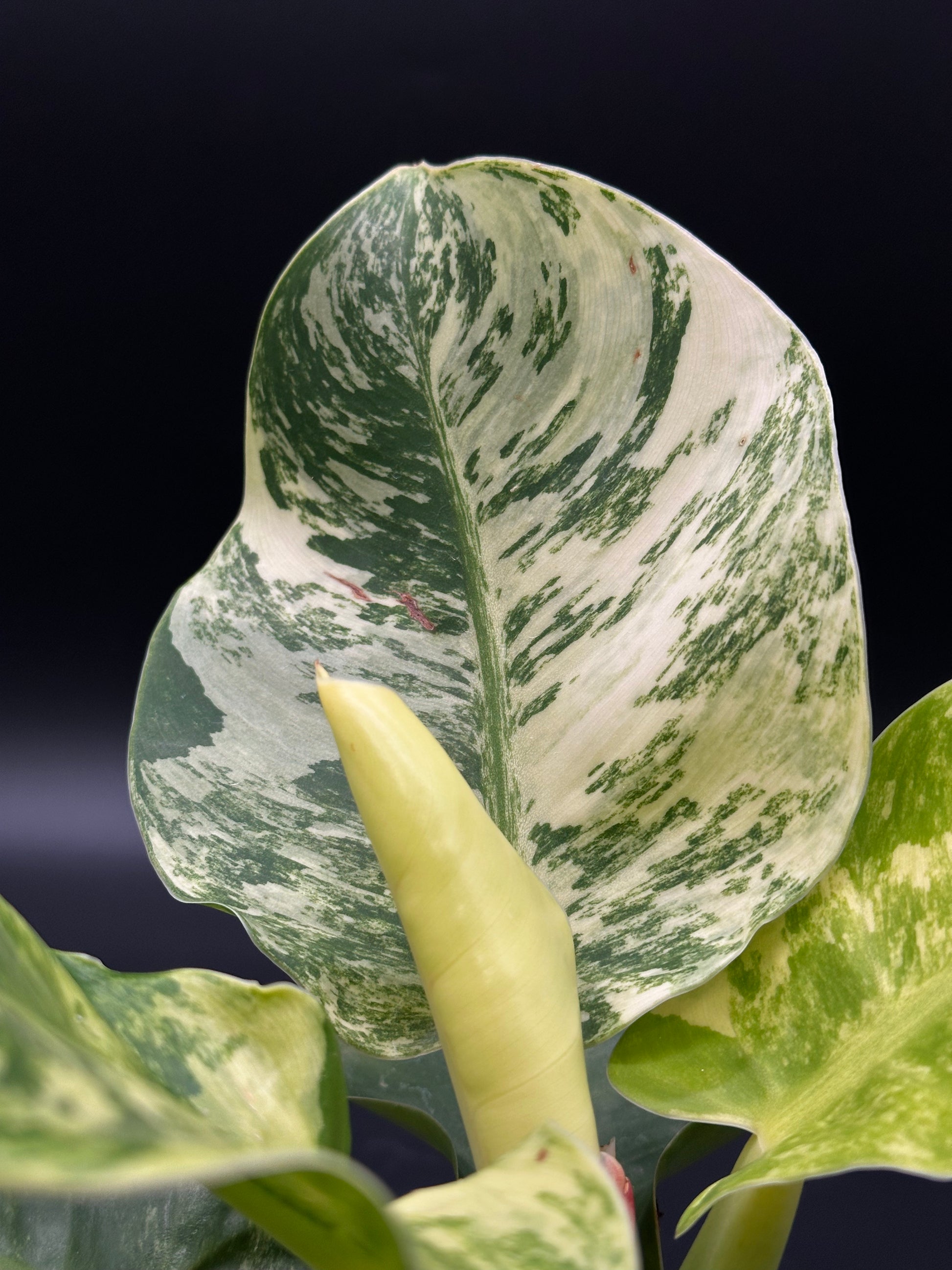 Philodendron 'Moonlight' in a 4-inch pot, showcasing close-up details of its distinct variegated leaves, ideal for tropical houseplant enthusiasts.