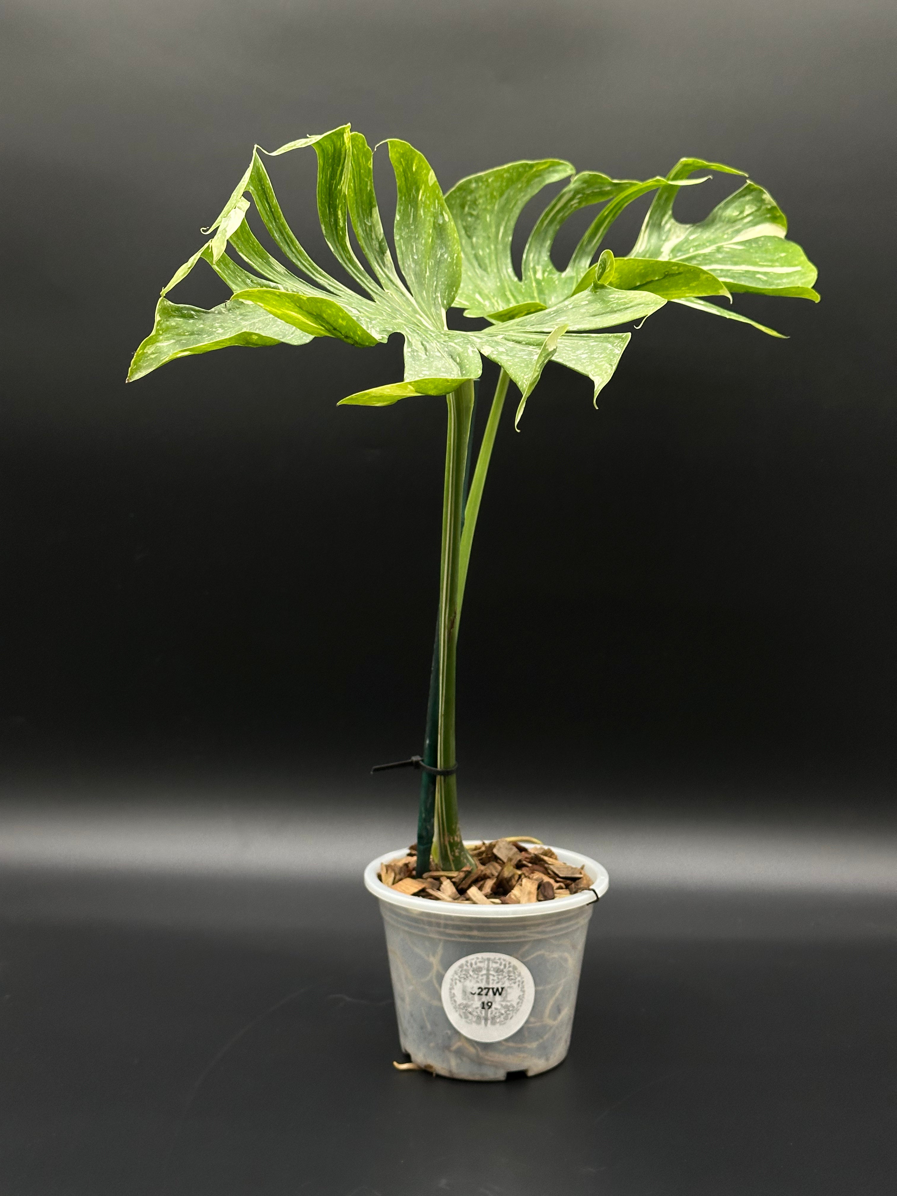 バ*け様 【珍希少】Monstera deliciosa Compact TOP バ*け様 【珍希少 バ*け様 【珍希少】Monstera deliciosa Compact TOP バ*け様 【珍希少