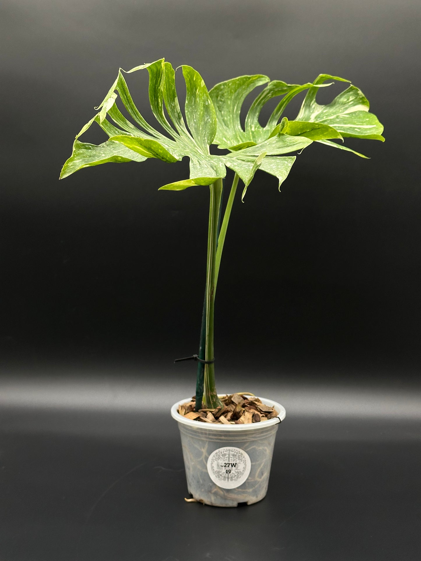 Monstera Deliciosa cv. 'Medusa' in a 5-inch pot, showcasing distinct curling leaves and textured leaf surfaces, enhanced by a visible white label.