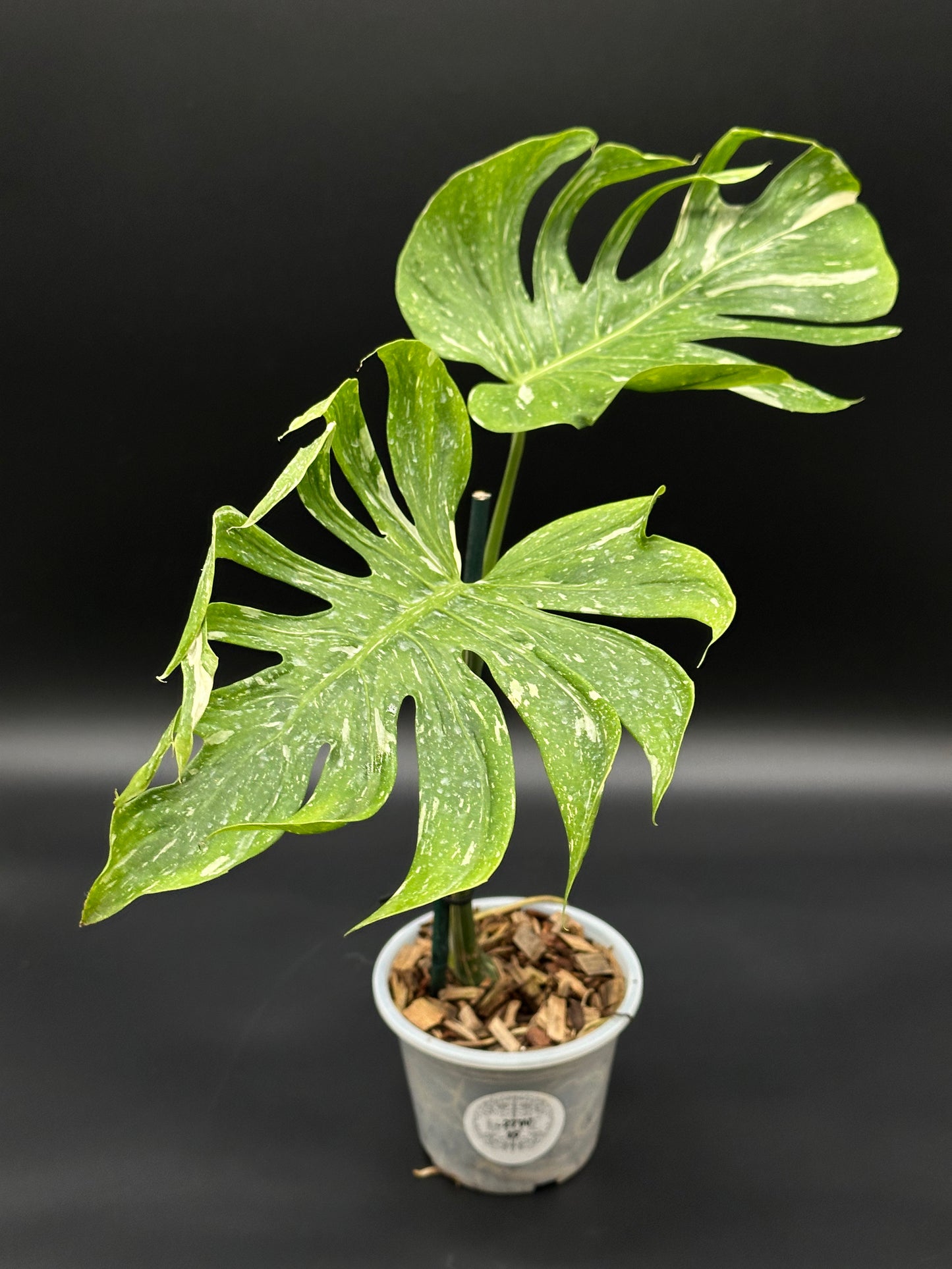 Monstera Deliciosa cv. 'Medusa' in a 5-inch pot, showcasing its distinctively curled leaves and textured abaxial leaf surface, ideal for houseplant enthusiasts.