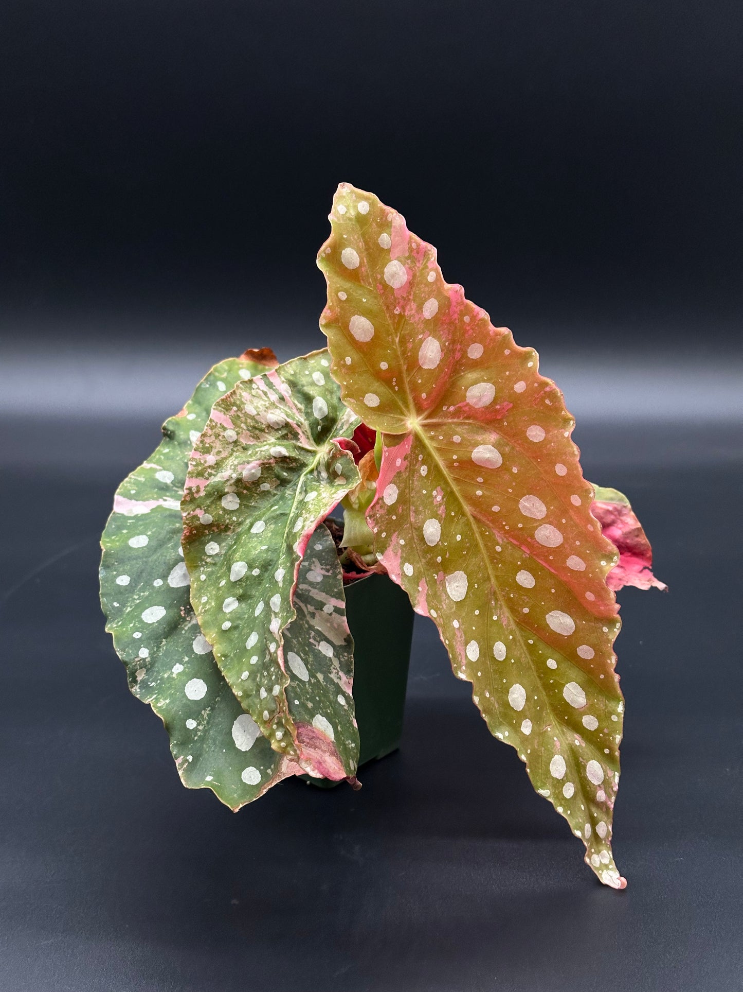 Close-up of a Begonia Maculata Pink Variegated plant, showcasing its distinct white-dotted leaves, potted in a 2.25-inch container, highlighting its exotic appeal.