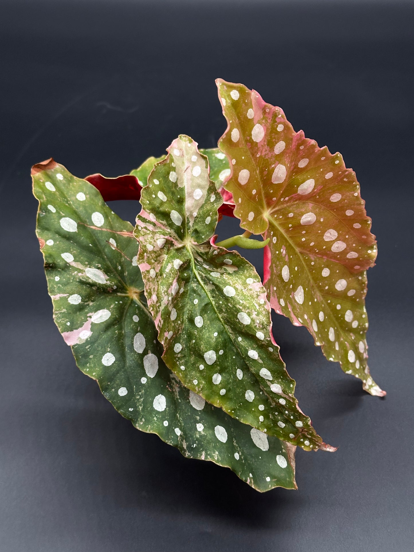 Begonia Maculata Pink Variegated (327W20) with distinctive white-dotted green and red leaves, fully rooted in a 2.25-inch pot, ideal for collectors.