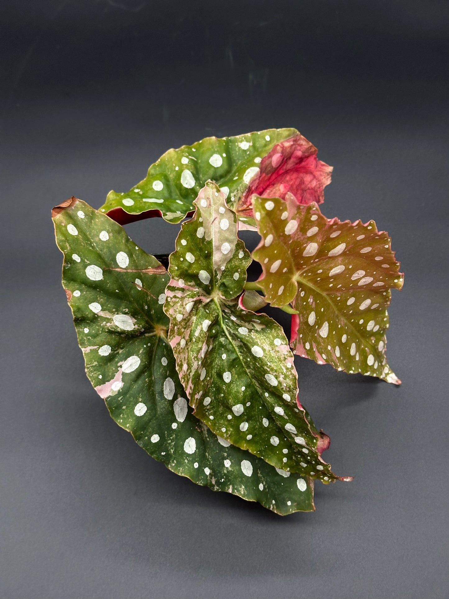 Begonia Maculata Pink Variegated in a 2.25-inch pot, featuring distinct spotted leaves, ideal for exotic plant enthusiasts from Next World Exotics.