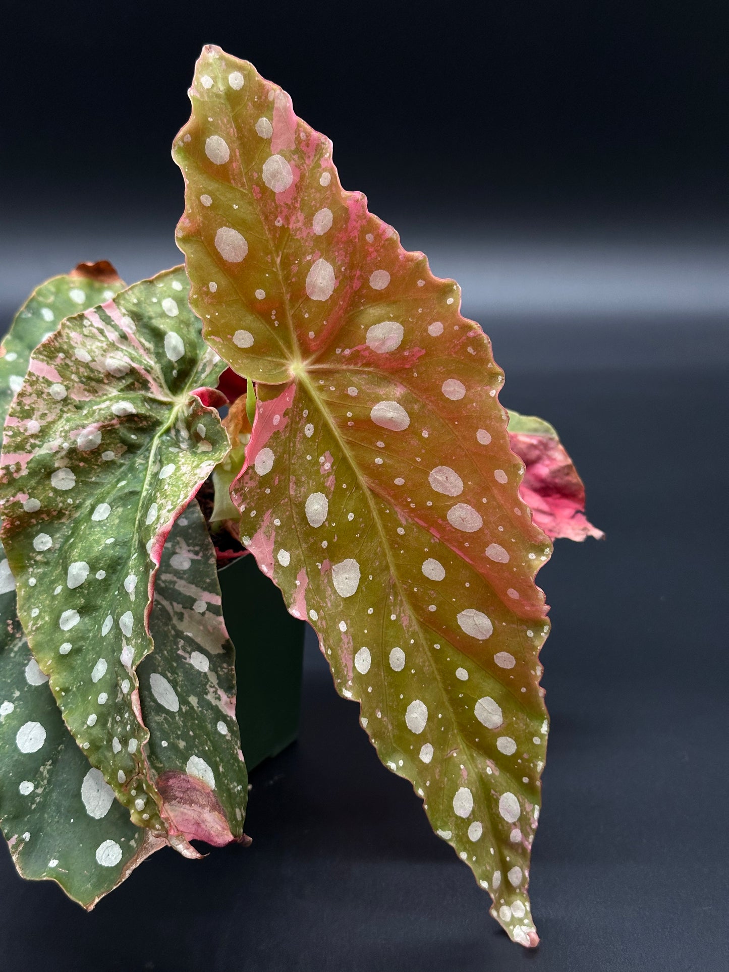 Close-up of Begonia Maculata Pink Variegated (327W20), showcasing its distinct leaf pattern, fully rooted and presented in a 2.25-inch pot.