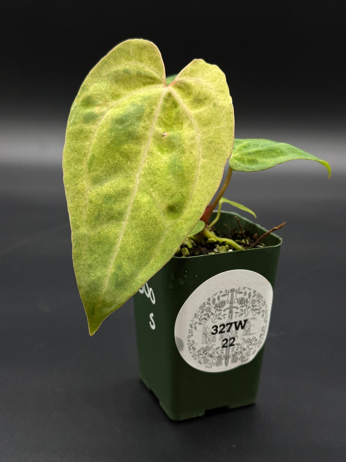 Variegated Anthurium hybrid in a 2.25-inch pot, showcasing lush foliage with distinctive patterns, part of Next World Exotics' rare plant collection.