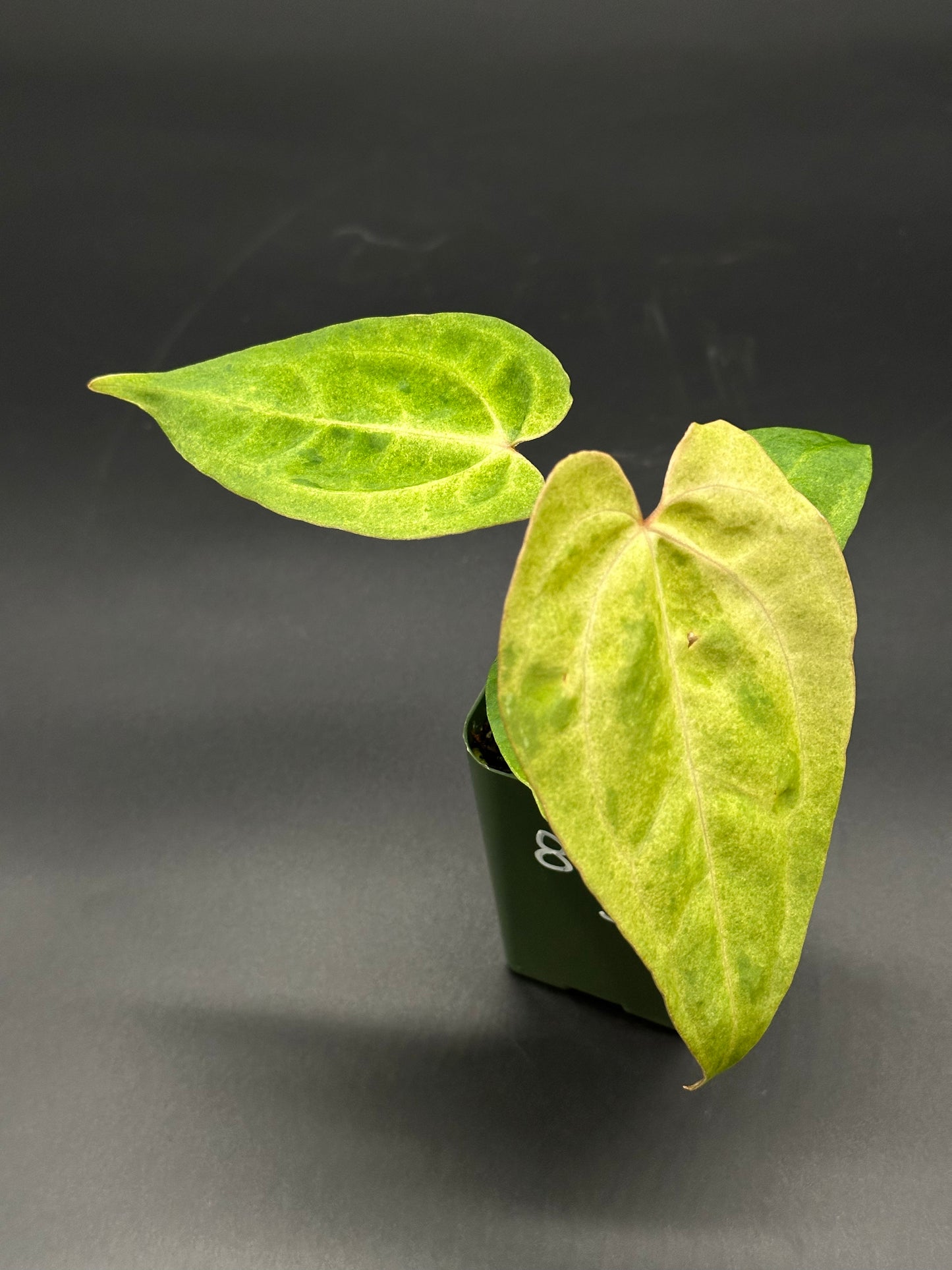 Variegated Anthurium hybrid in a 2.25-inch pot, showcasing lush foliage with close-up views of its unique leaf patterns.