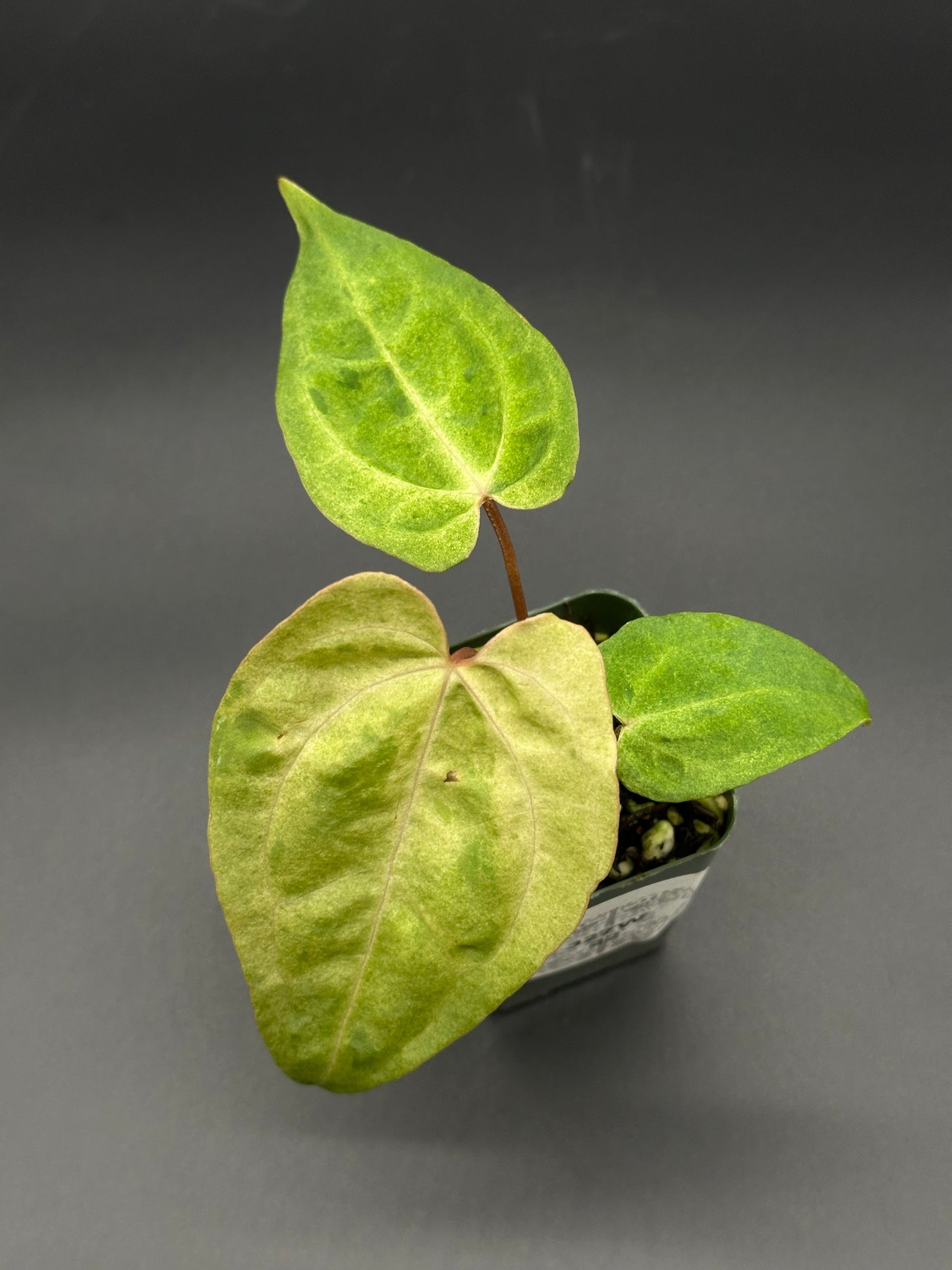 Variegated Anthurium hybrid in a 2.25-inch pot, showcasing close-up details of its unique leaf patterns, perfect for exotic plant collectors.