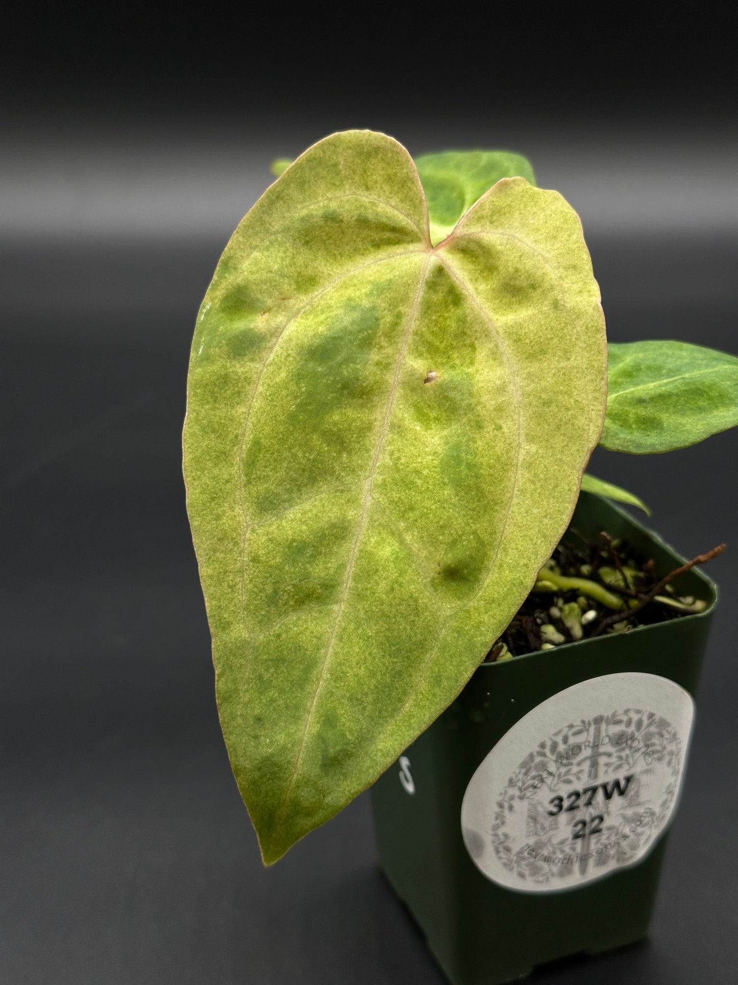 Variegated Anthurium hybrid in a 2.25-inch pot, showcasing lush green leaves. Ideal for collectors and enthusiasts of exotic houseplants.