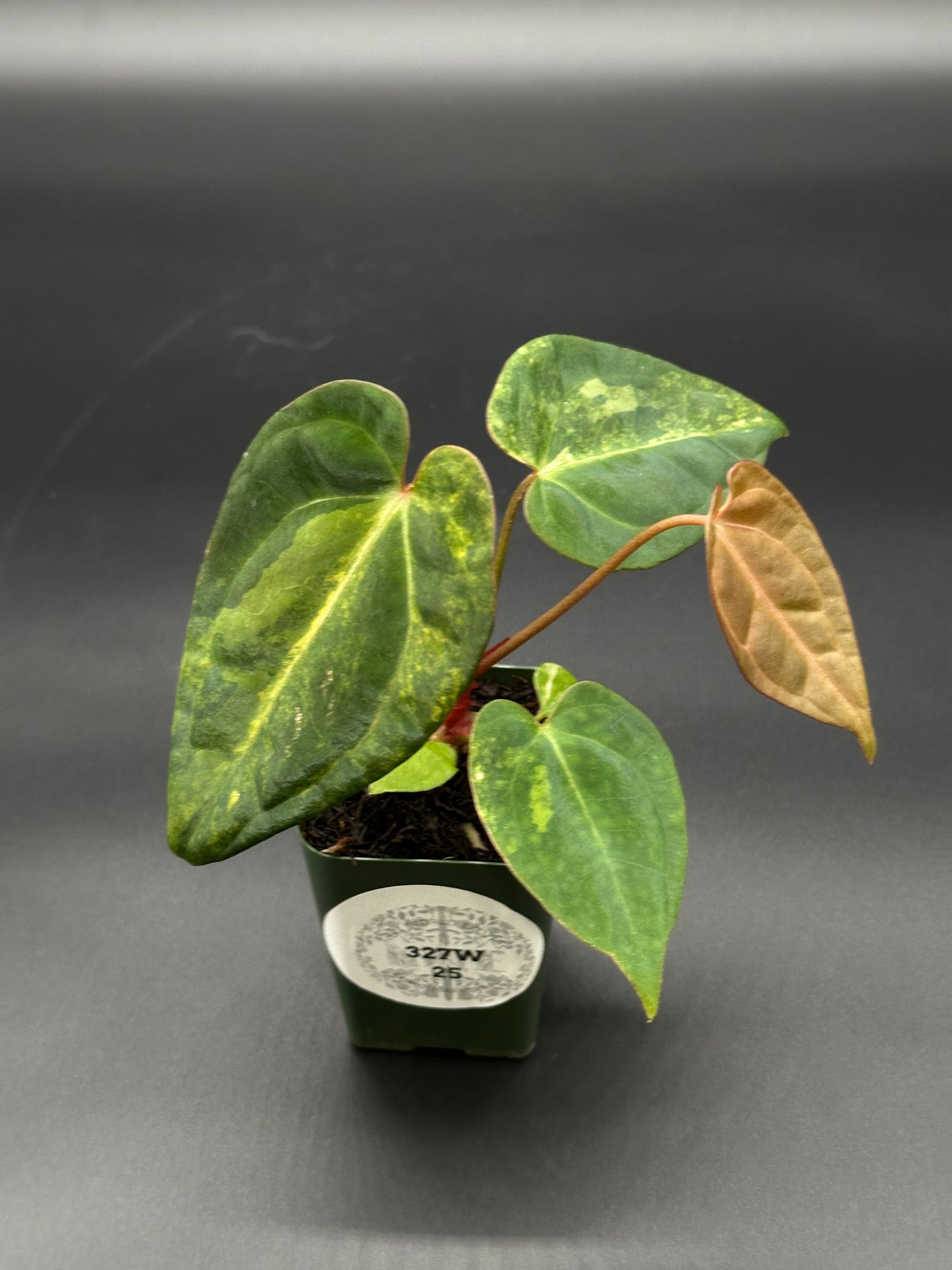 Anthurium Papillilaminum 'Thai' variegated hybrid in a 2.25-inch pot, showcasing lush, intricate leaves, from Next World Exotics' rare tropical houseplant collection.