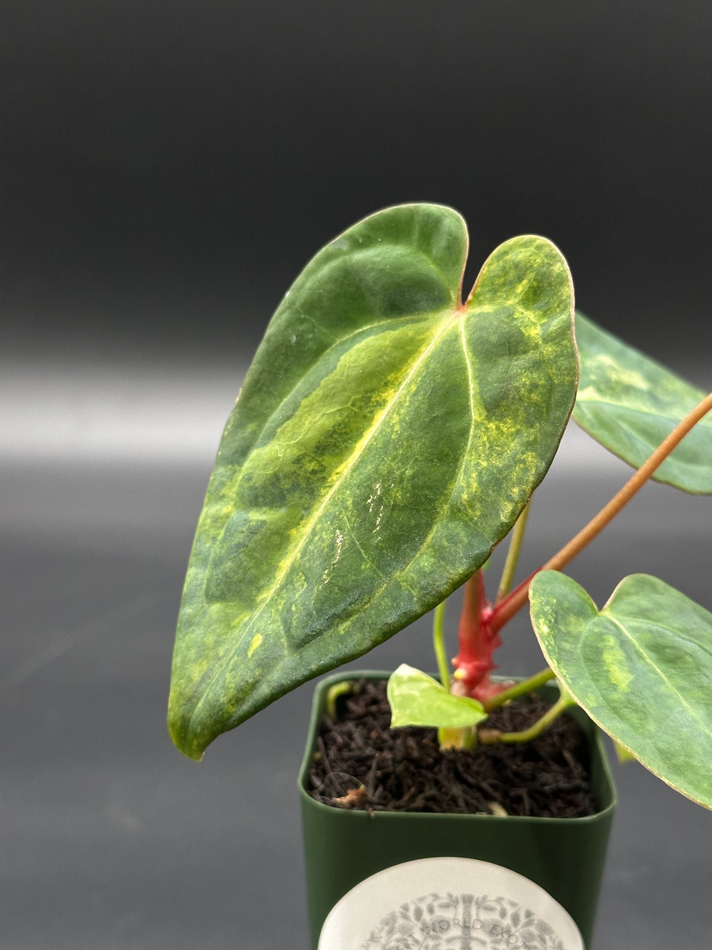 Anthurium Papillilaminum 'Thai' variegated hybrid in 2.25-inch pot, showcasing lush green leaves, ideal for exotic houseplant enthusiasts and collectors.