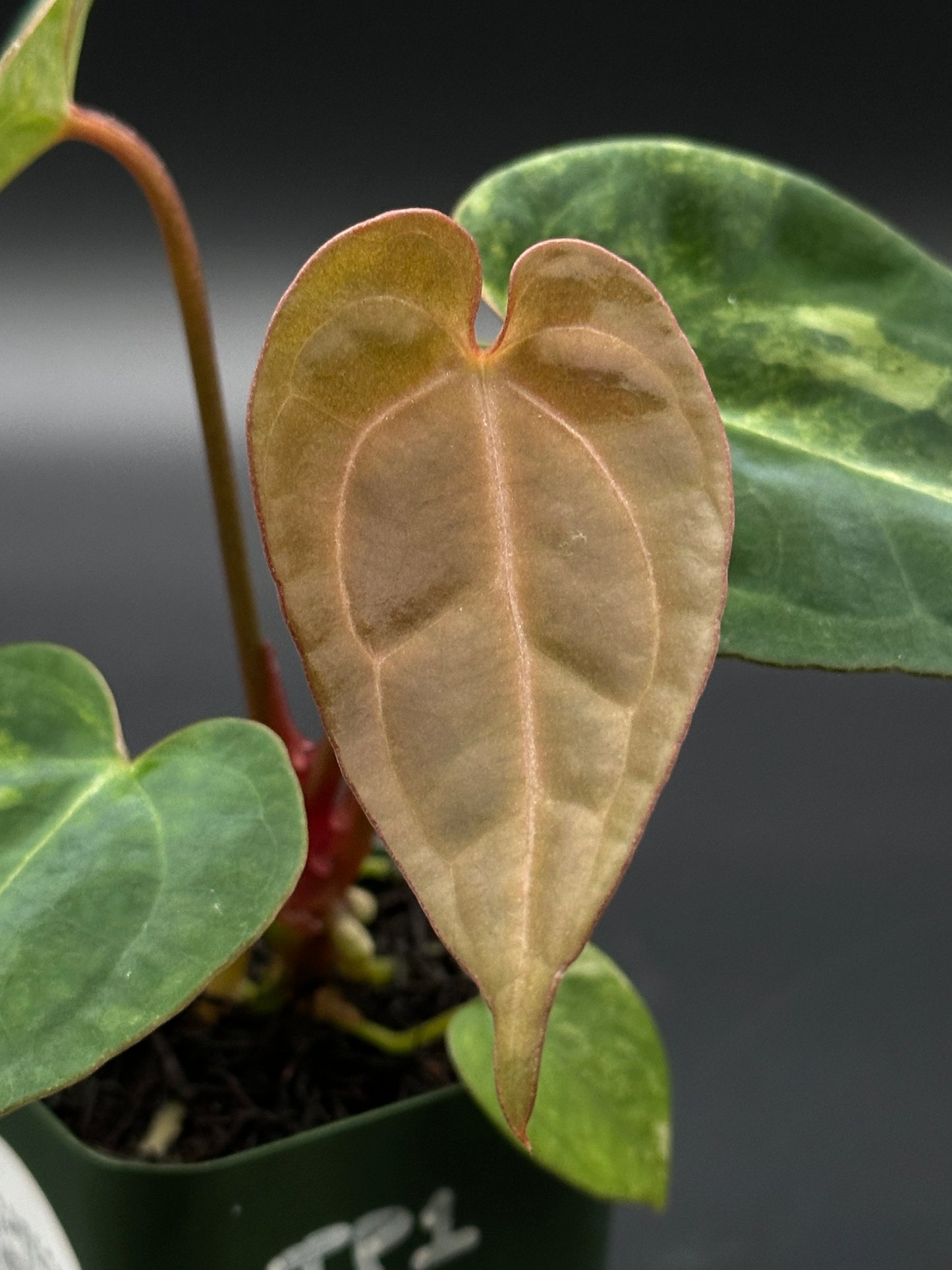 Close-up of Anthurium Papillilaminum 'Thai' variegated hybrid leaf, showcasing intricate variegation patterns, grown in a 2.25-inch pot by Next World Exotics.