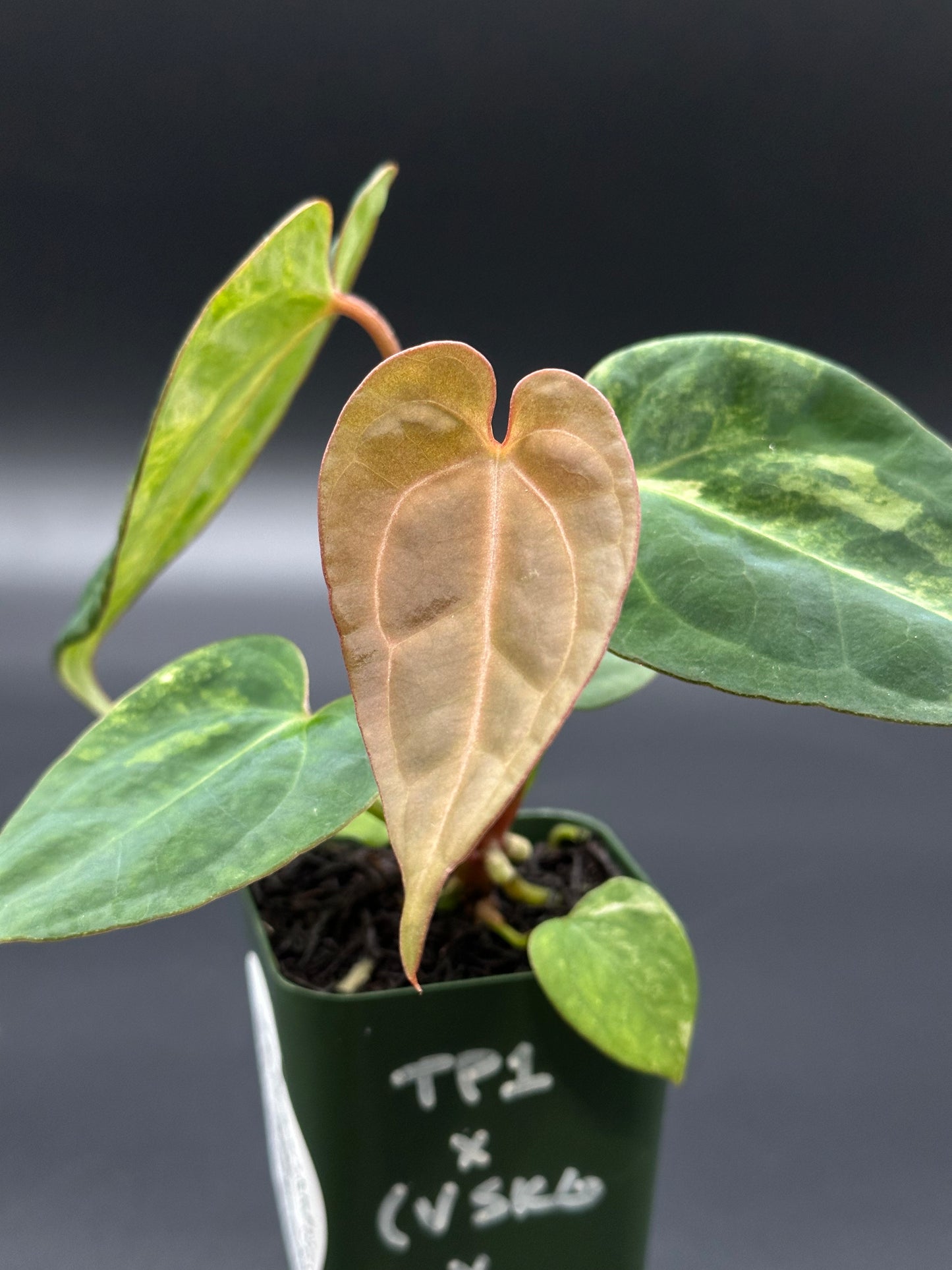 Anthurium Papillilaminum 'Thai' variegated hybrid in a green pot, showcasing intricate variegated leaves, ideal for tropical houseplant enthusiasts.