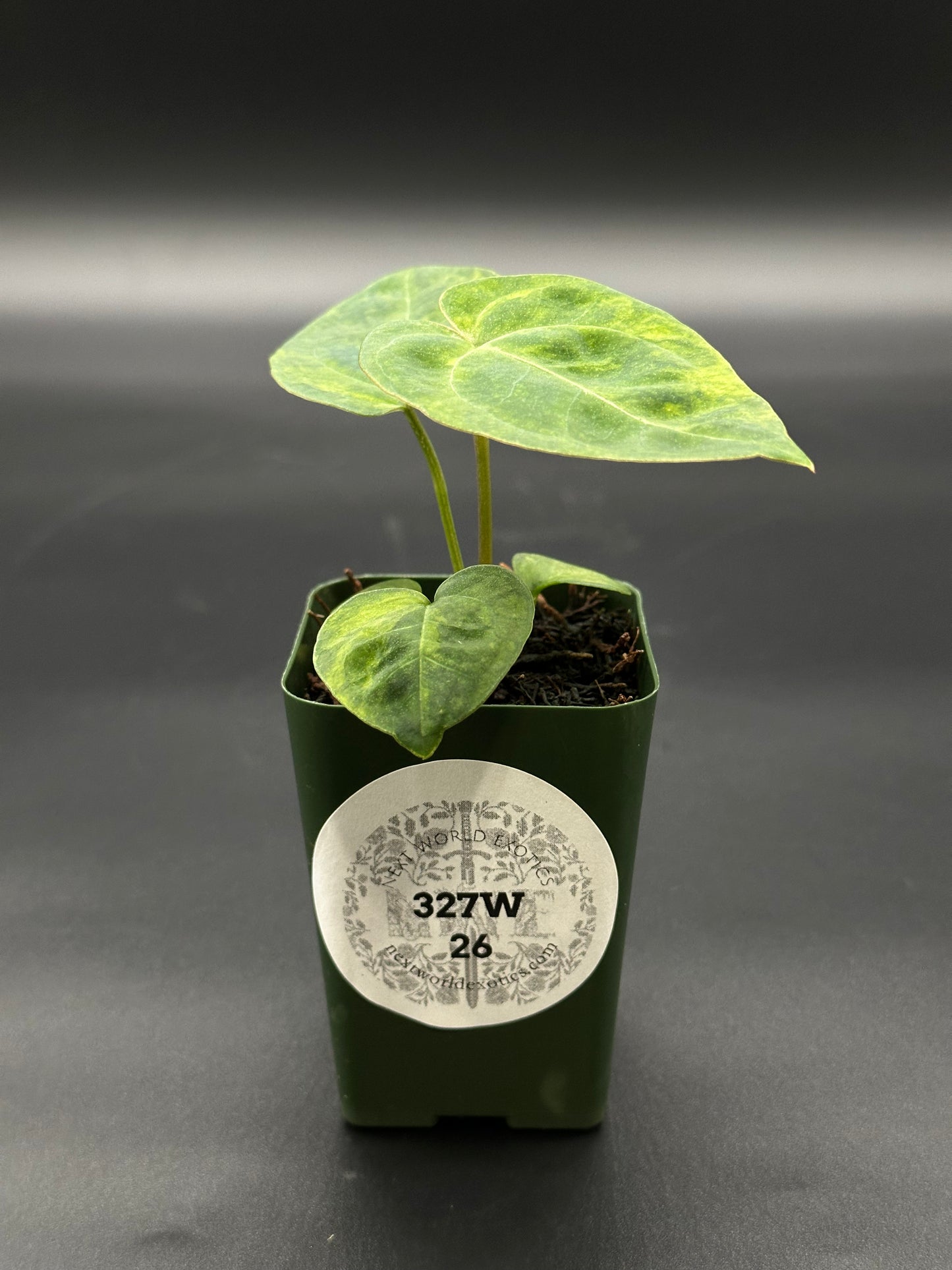 Variegated Anthurium Variegated Crystallinum x Variegated Papillilaminum 'Thai' in a 2.25-inch pot, featuring lush, distinctively patterned leaves.