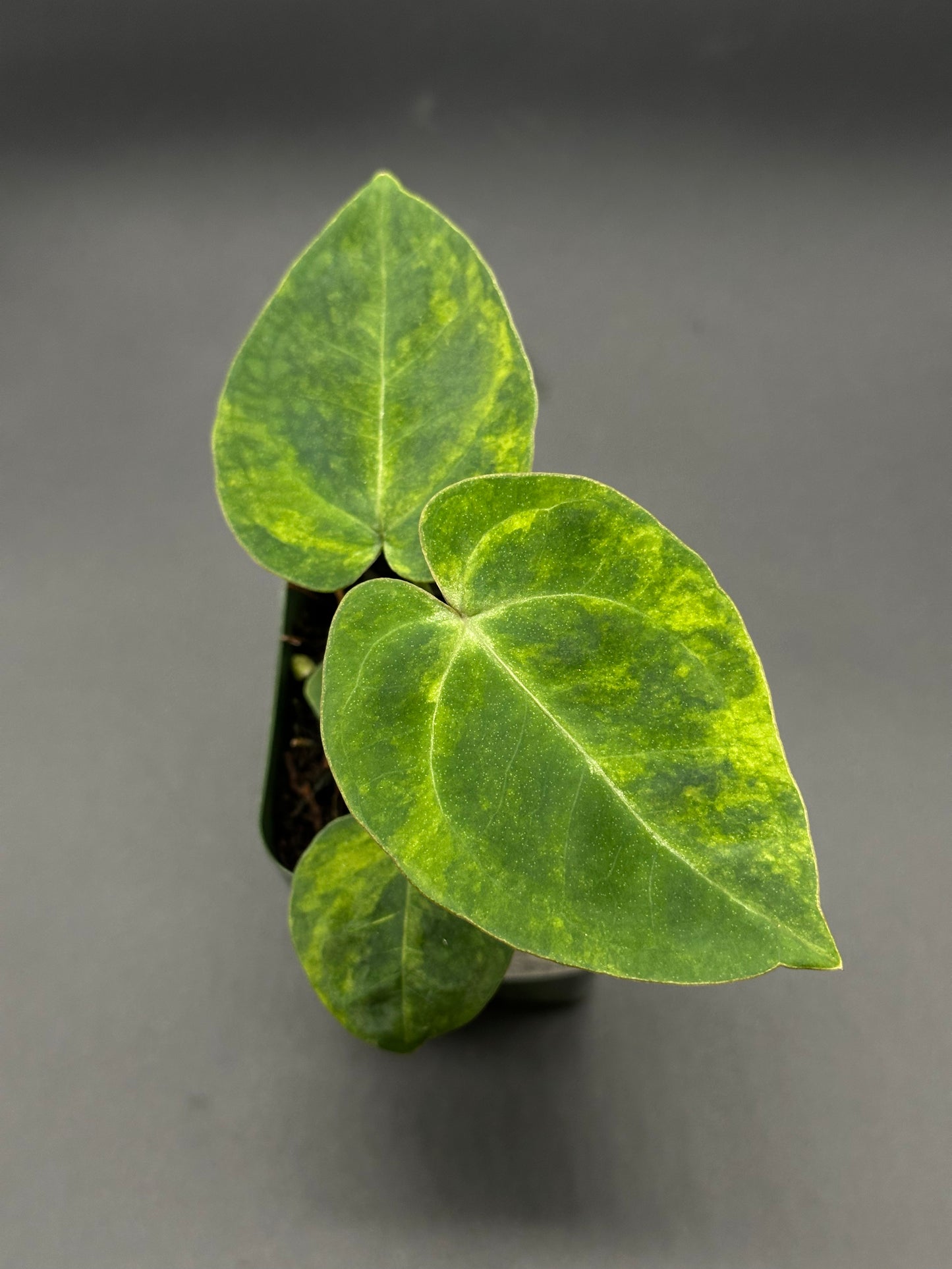 Variegated Anthurium hybrid in a 2.25-inch pot, showcasing lush green leaves with intricate patterns, offered by Next World Exotics.