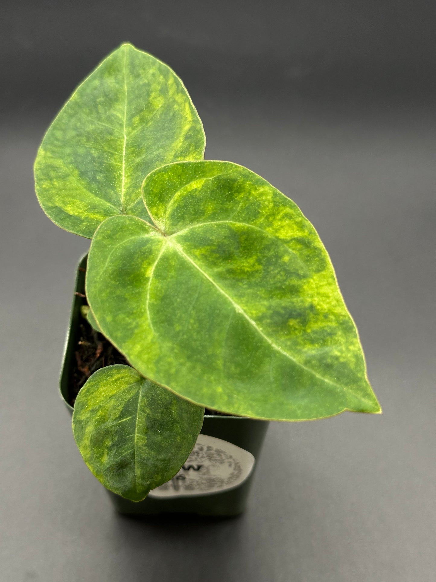 Variegated Anthurium hybrid in a 2.25-inch pot, showcasing lush green leaves with distinct variegation, part of Next World Exotics' rare tropical collection.