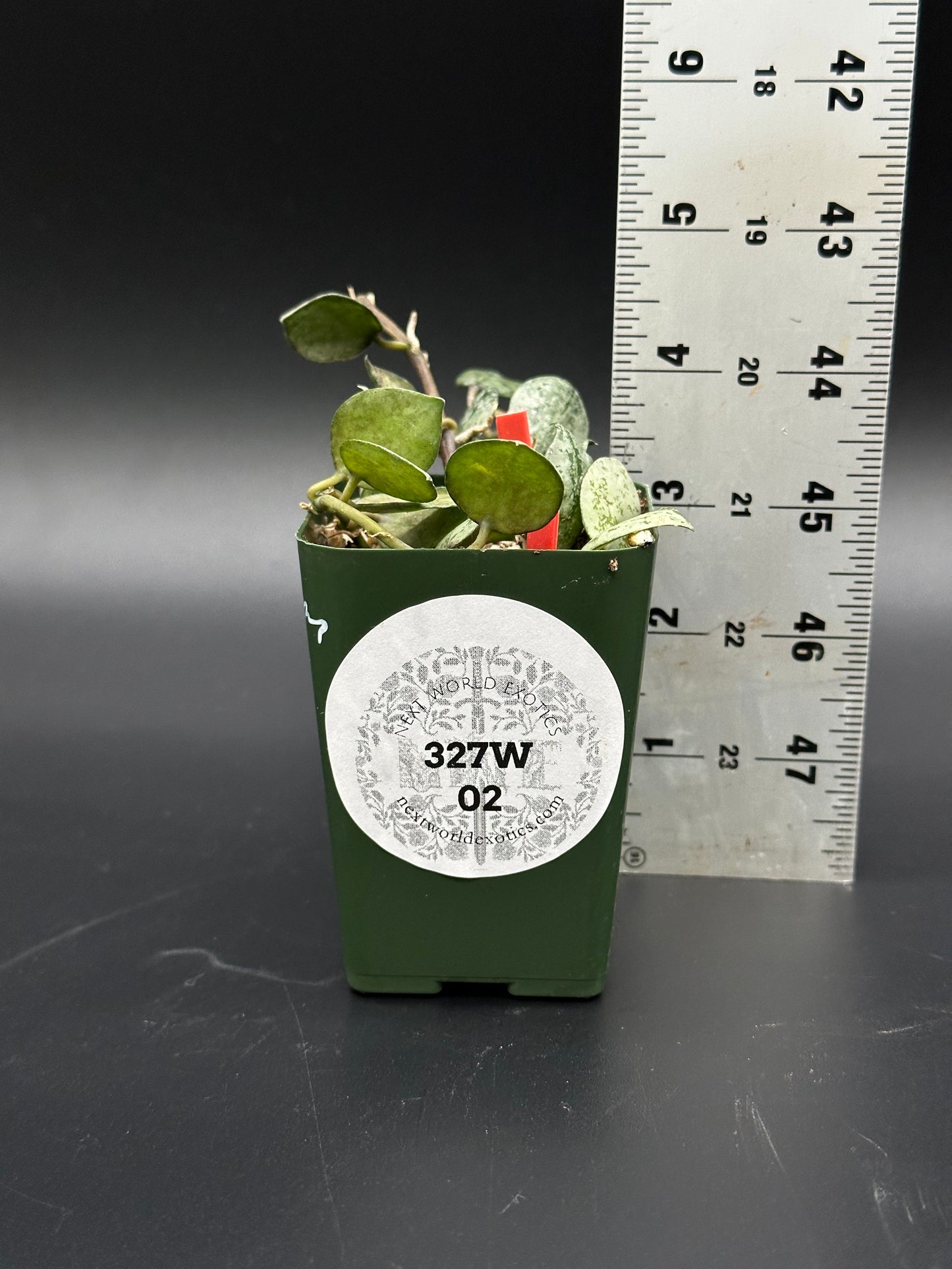 Hoya Krohniana 'Black Silver' in a 2.25-inch pot with a ruler for scale, showing detailed foliage, offered by Next World Exotics.