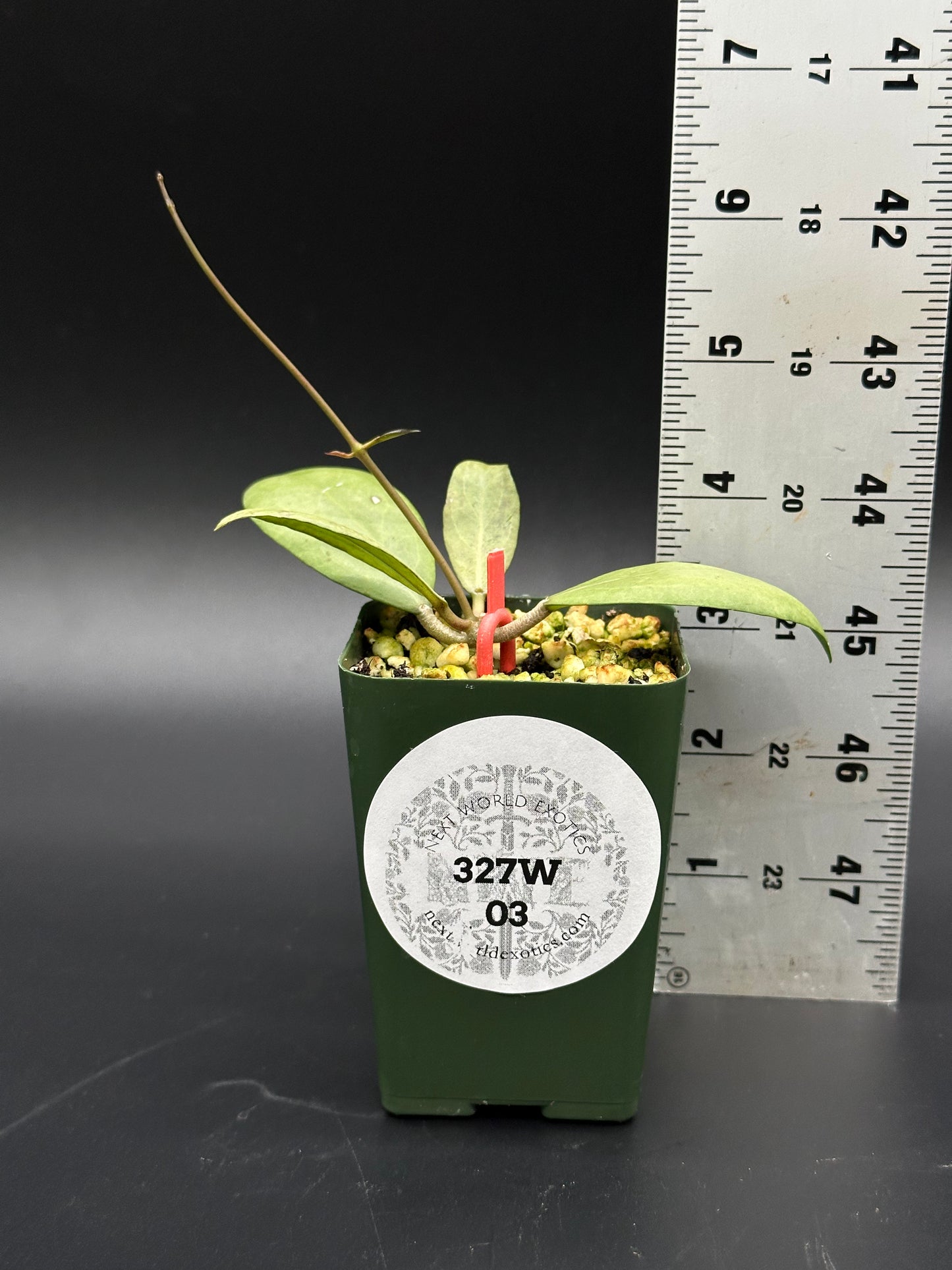 Hoya Erythrostemma Silver plant in a pot, shown with a ruler for scale, highlighting its variegated leaves, suitable for collectors from Next World Exotics.