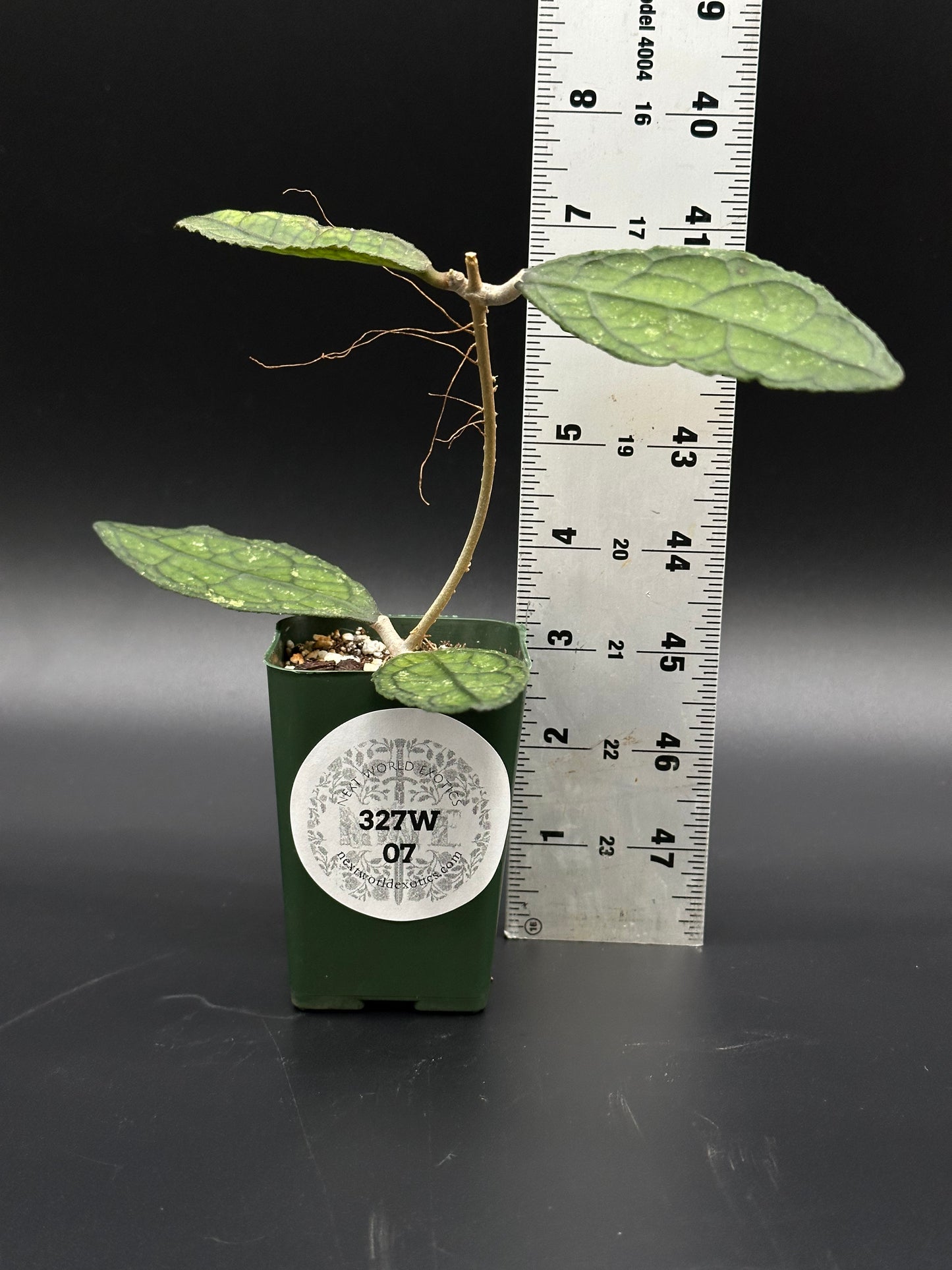 Hoya Clemensiorum 'Black Splash' plant in a pot, next to a ruler for scale, showcasing its unique variegated foliage.
