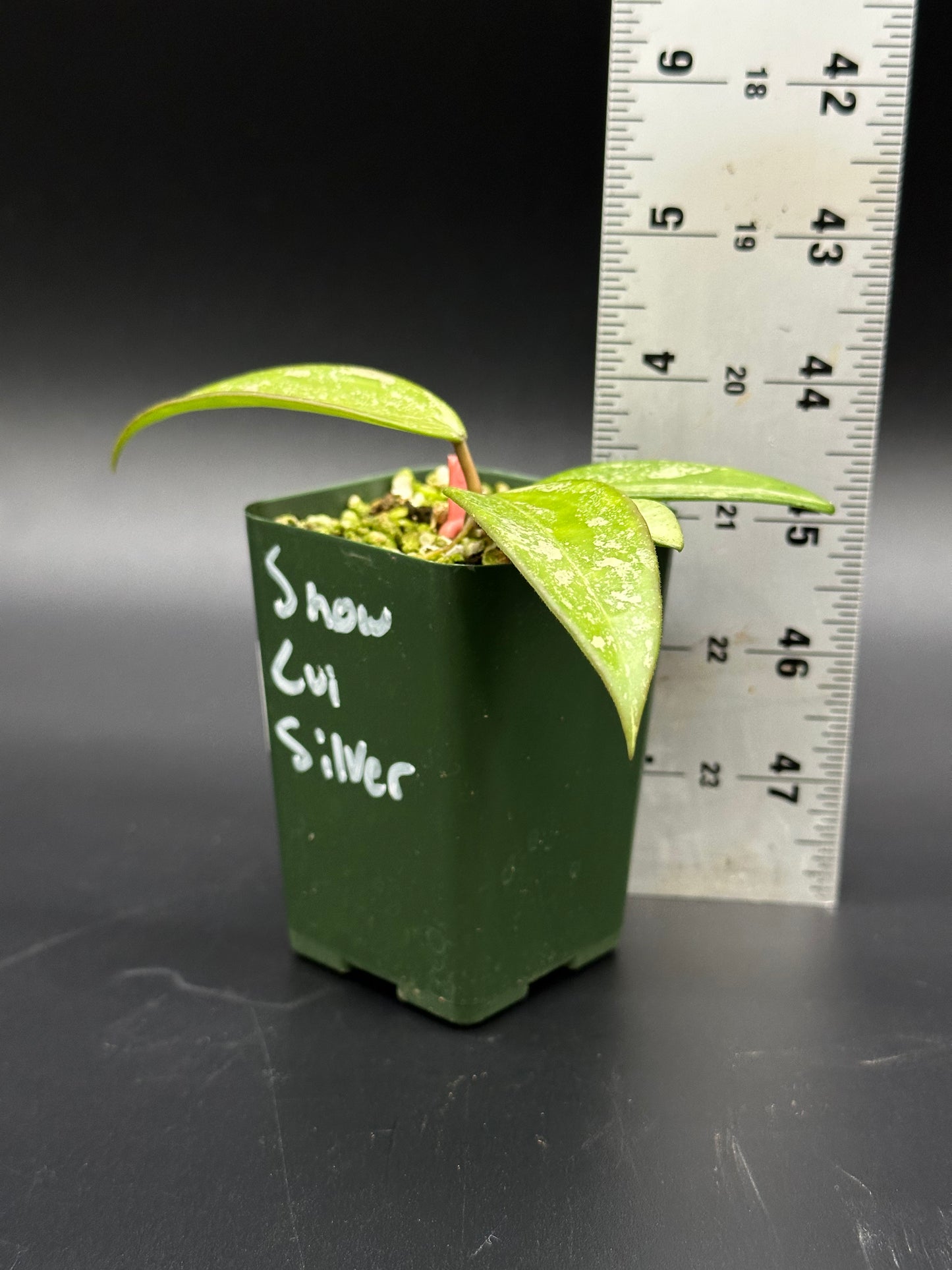 Hoya Snow Cui Silver (327W08) in a pot, with a ruler for size reference, showcasing its lush leaves, ideal for plant collectors.