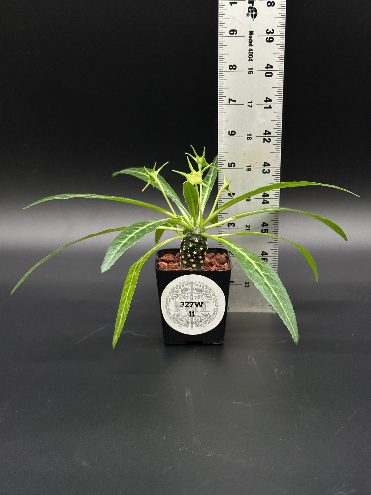 Dorstenia lancifolia in a 2.25-inch pot, displayed next to a ruler for size reference, a rare tropical houseplant from Next World Exotics.