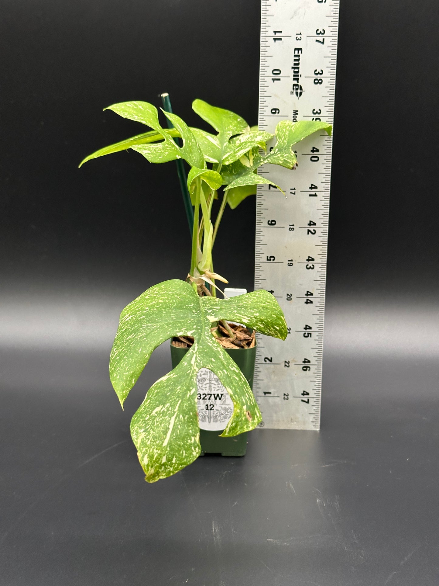 Rhaphidophora Tetrasperma 'Thai Constellation' in a 2.25-inch pot, staked, with a ruler for scale, showcasing its variegated leaves.