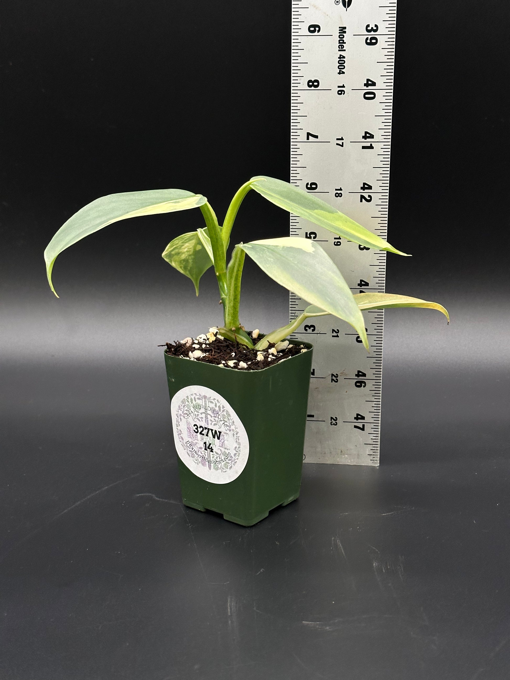 Philodendron Hastatum 'Silver Sword' Variegated in a 2.25-inch pot, shown beside a ruler for size reference.