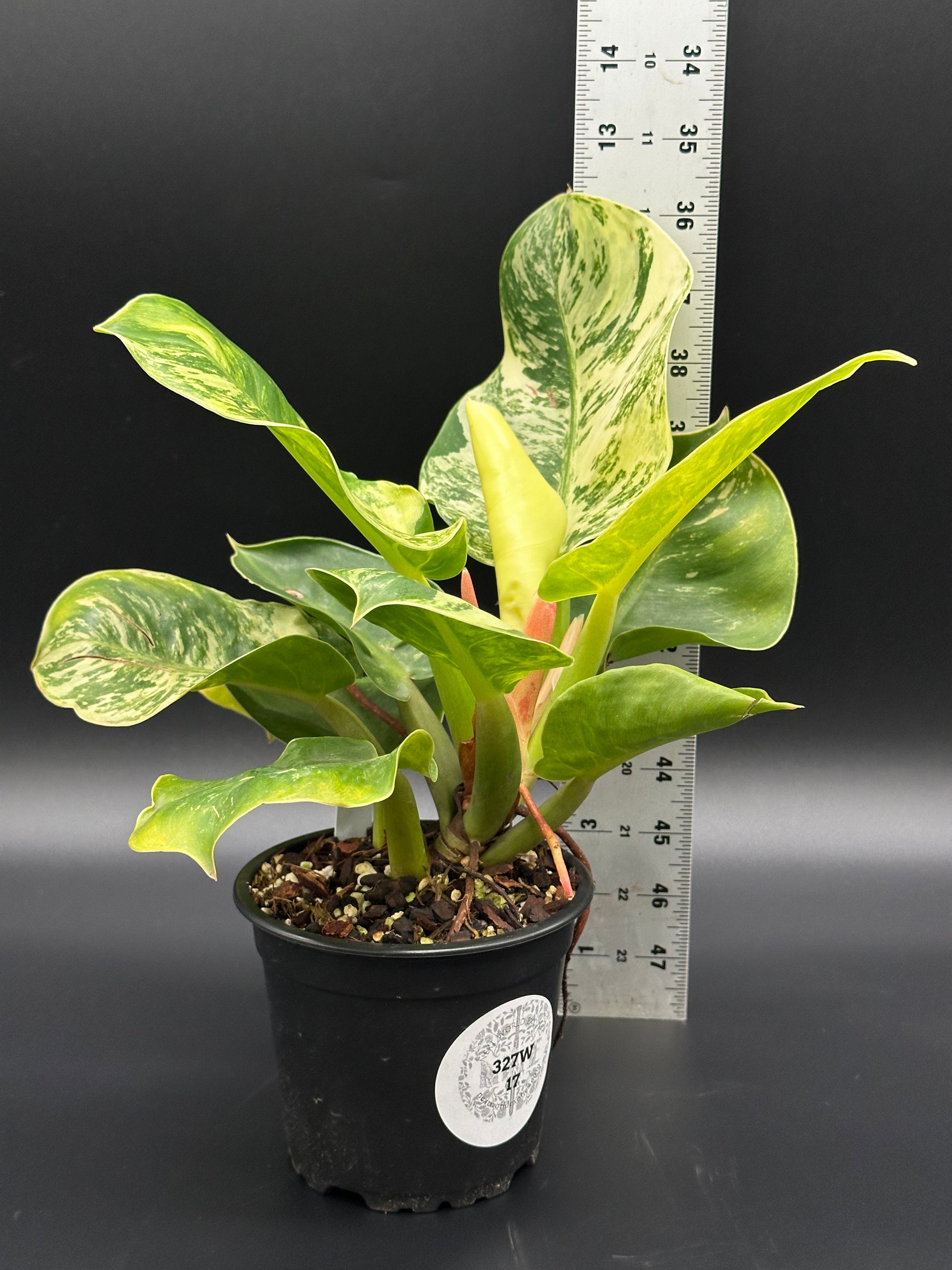 Philodendron 'Moonlight' in a 4-inch pot, featuring bright variegated leaves, accompanied by a ruler for size reference and a white label.
