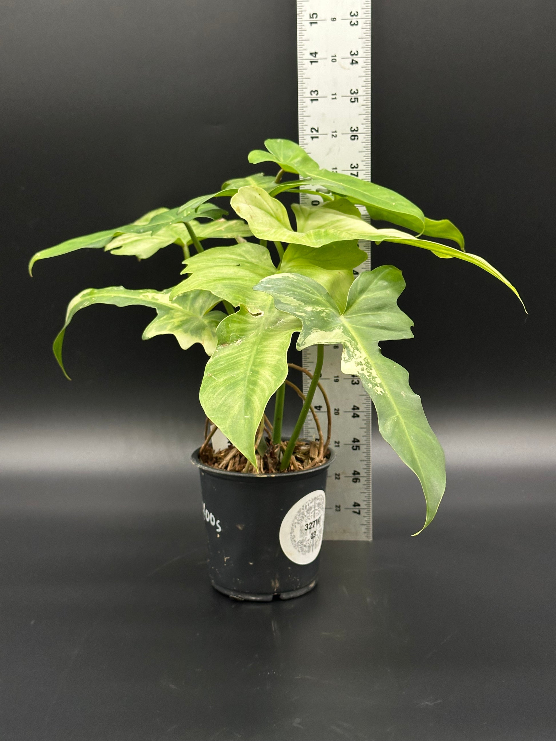 Philodendron Variegated 'Golden Dragon Mint' in a 4-inch pot, featuring mint pattern and sectorial variegation on lower leaves, with a ruler for scale.