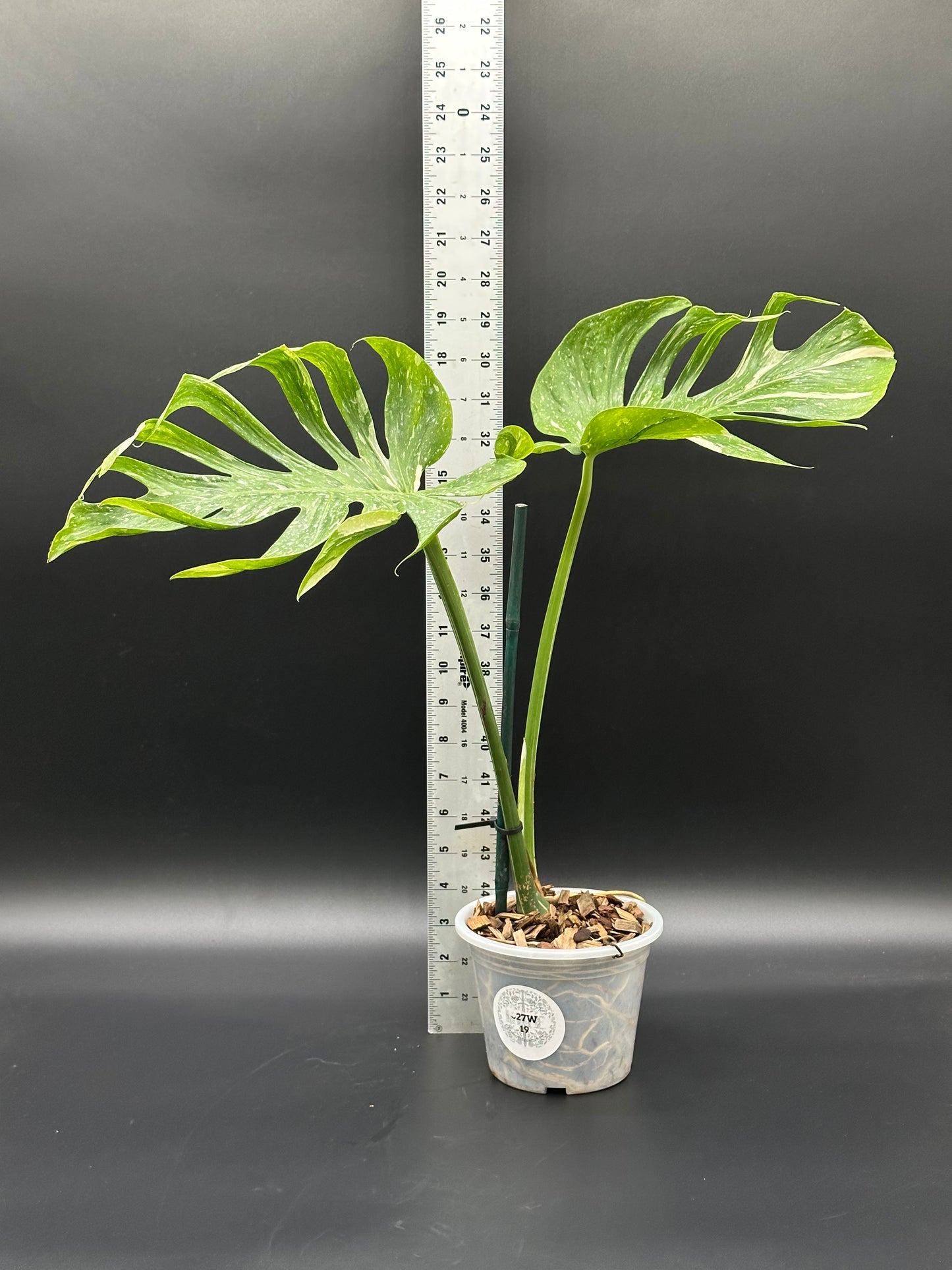 Monstera Deliciosa cv. 'Medusa' in a 5-inch pot, displaying curled leaves beside a ruler for size reference.