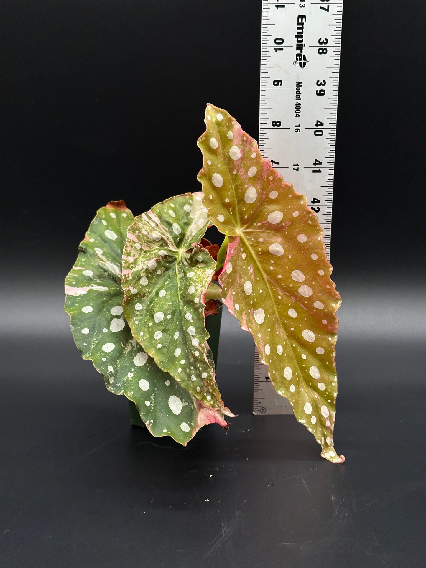 Pink variegated Begonia Maculata with distinctive white spots, fully rooted in a 2.25-inch pot, showcasing its unique leaf pattern.