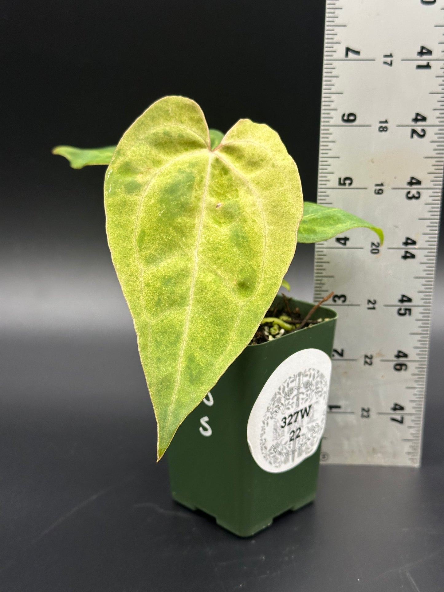 Variegated Anthurium (Indo Portillae x Waroqueanum) x Variegated Papillilaminum 'Thai' in a small pot with a ruler for scale.