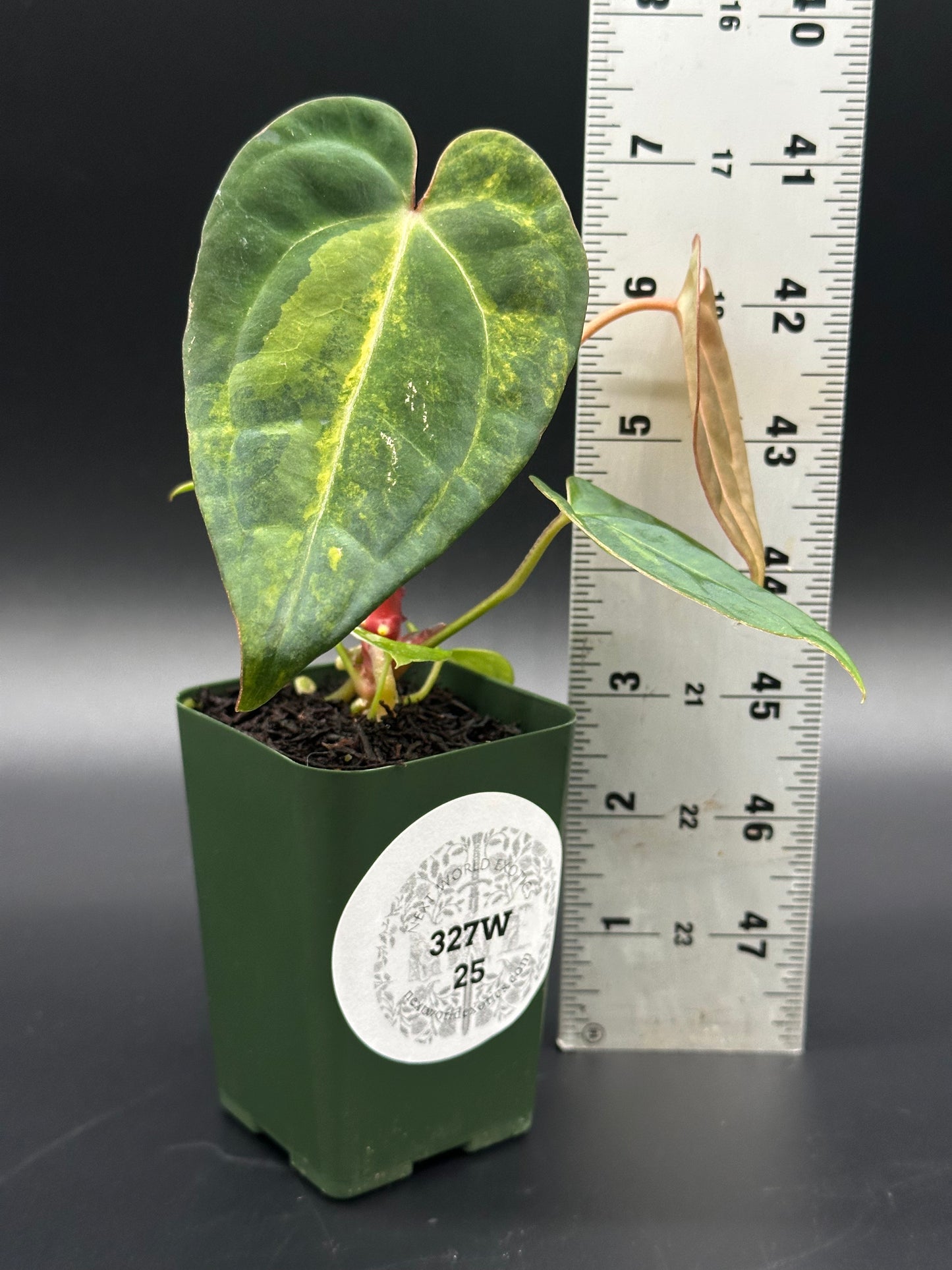 Anthurium Papillilaminum 'Thai' in a 2.25-inch pot, next to a ruler, showcasing its size and unique leaf structure.
