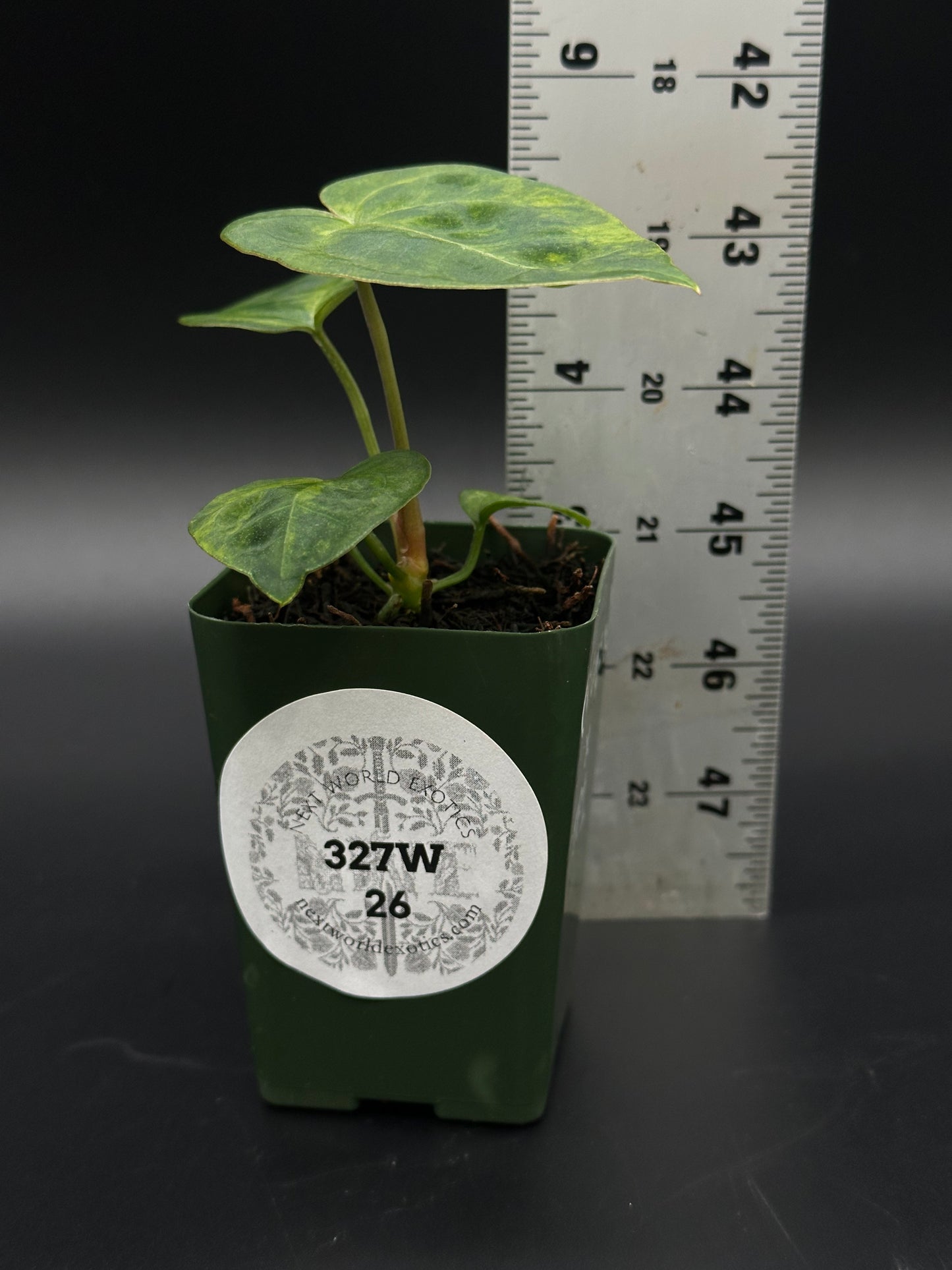 Variegated Anthurium 'Thai' in a 2.25-inch pot, shown next to a ruler, features distinct foliage, highlighting its exotic houseplant appeal.