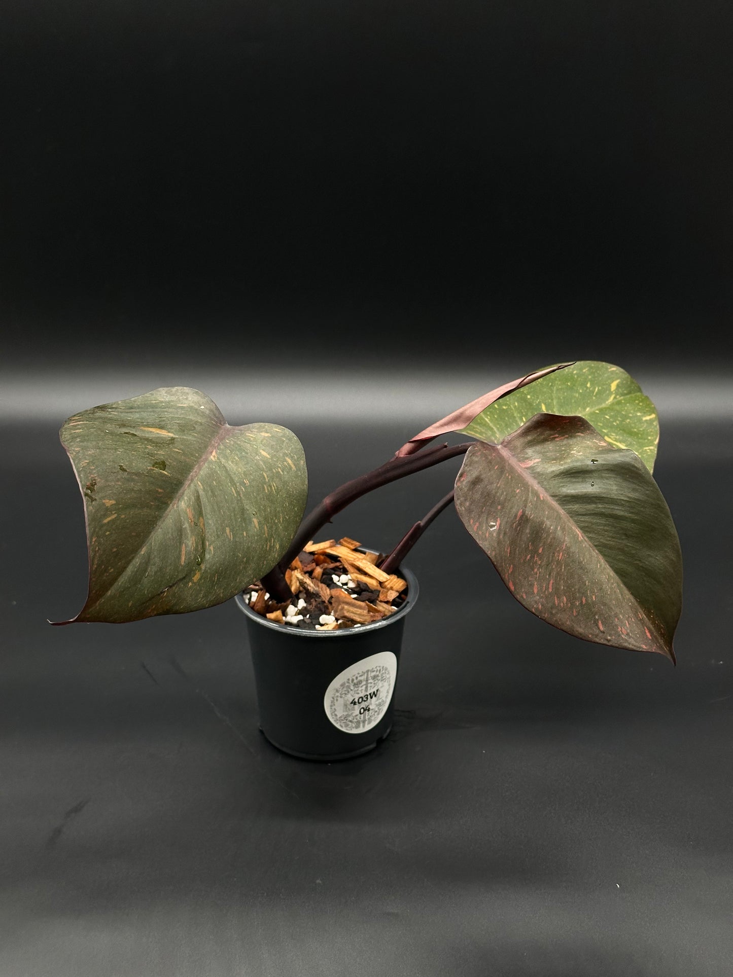 Philodendron 'Orange Princess' in a 4-inch pot with variegated leaves, available at Next World Exotics for rare plant enthusiasts.